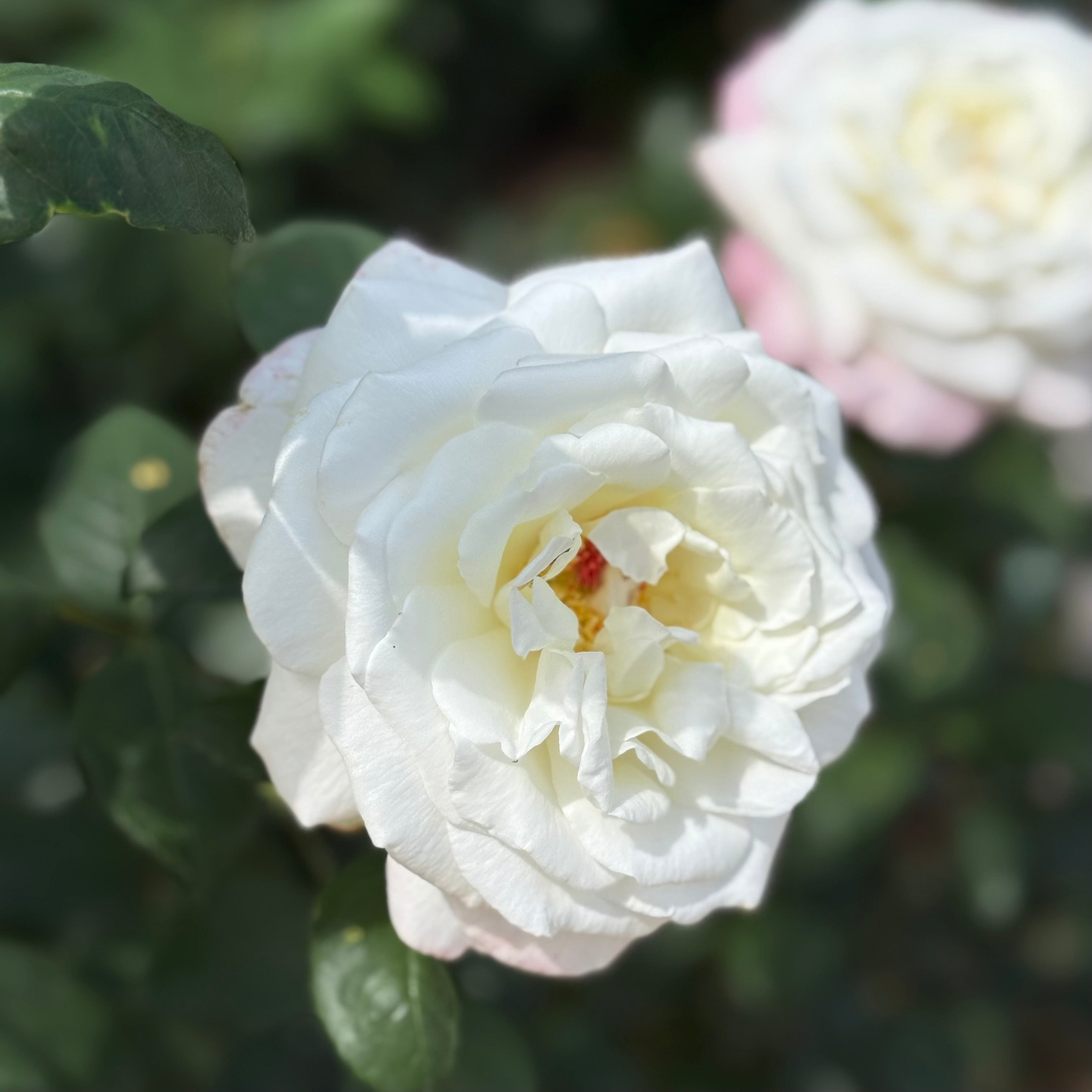 Sugar Moon™ Potted Tree Rose