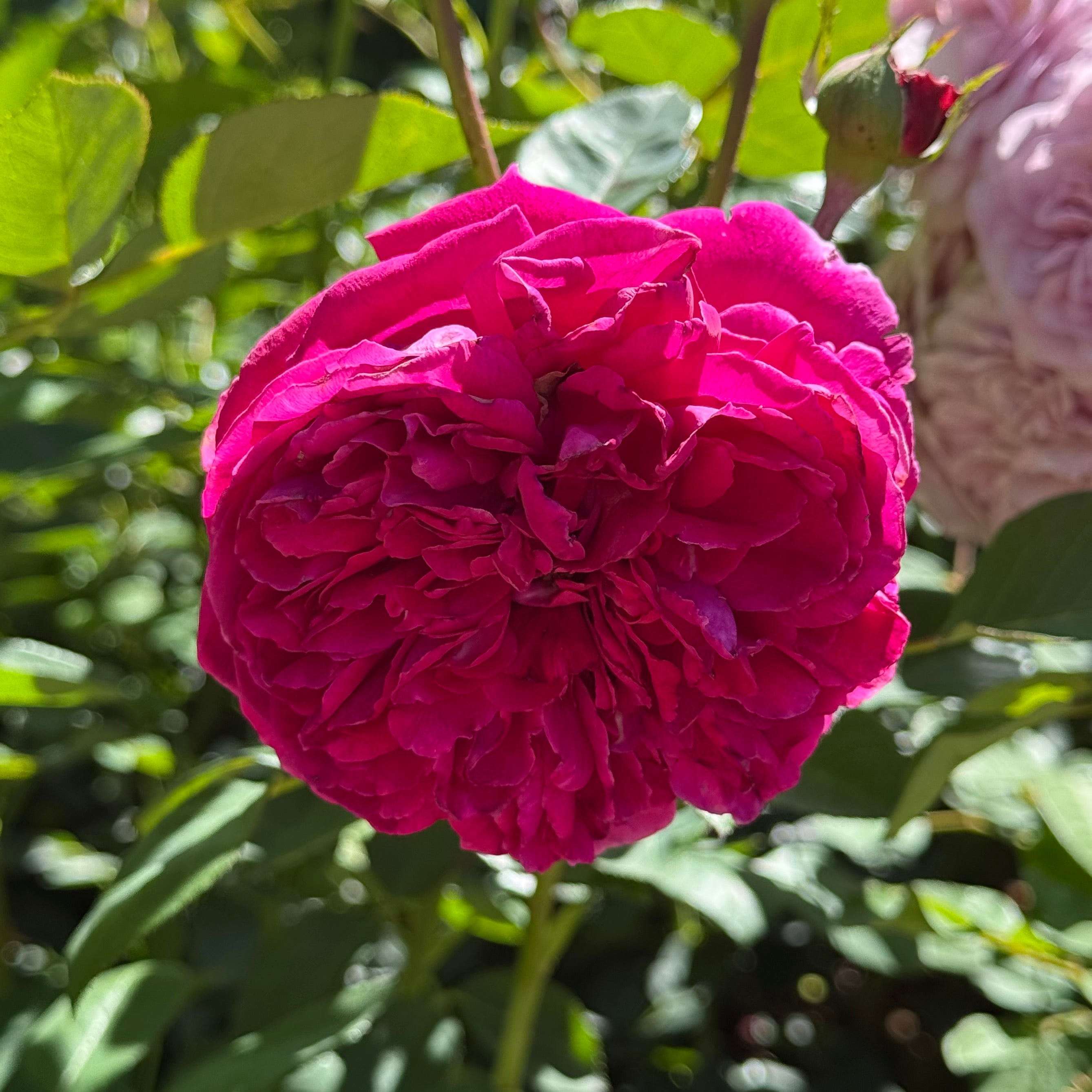 David Austin® Falstaff® Potted Rose Bush
