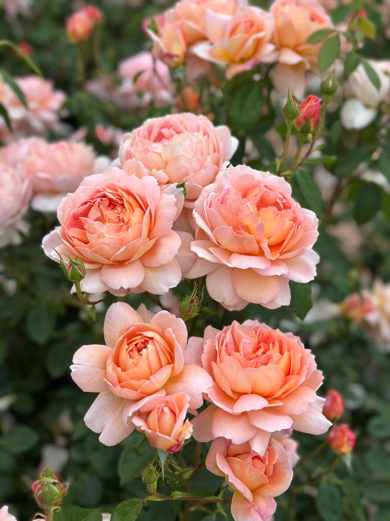 David Austin® Carding Mill® Potted Rose Bush