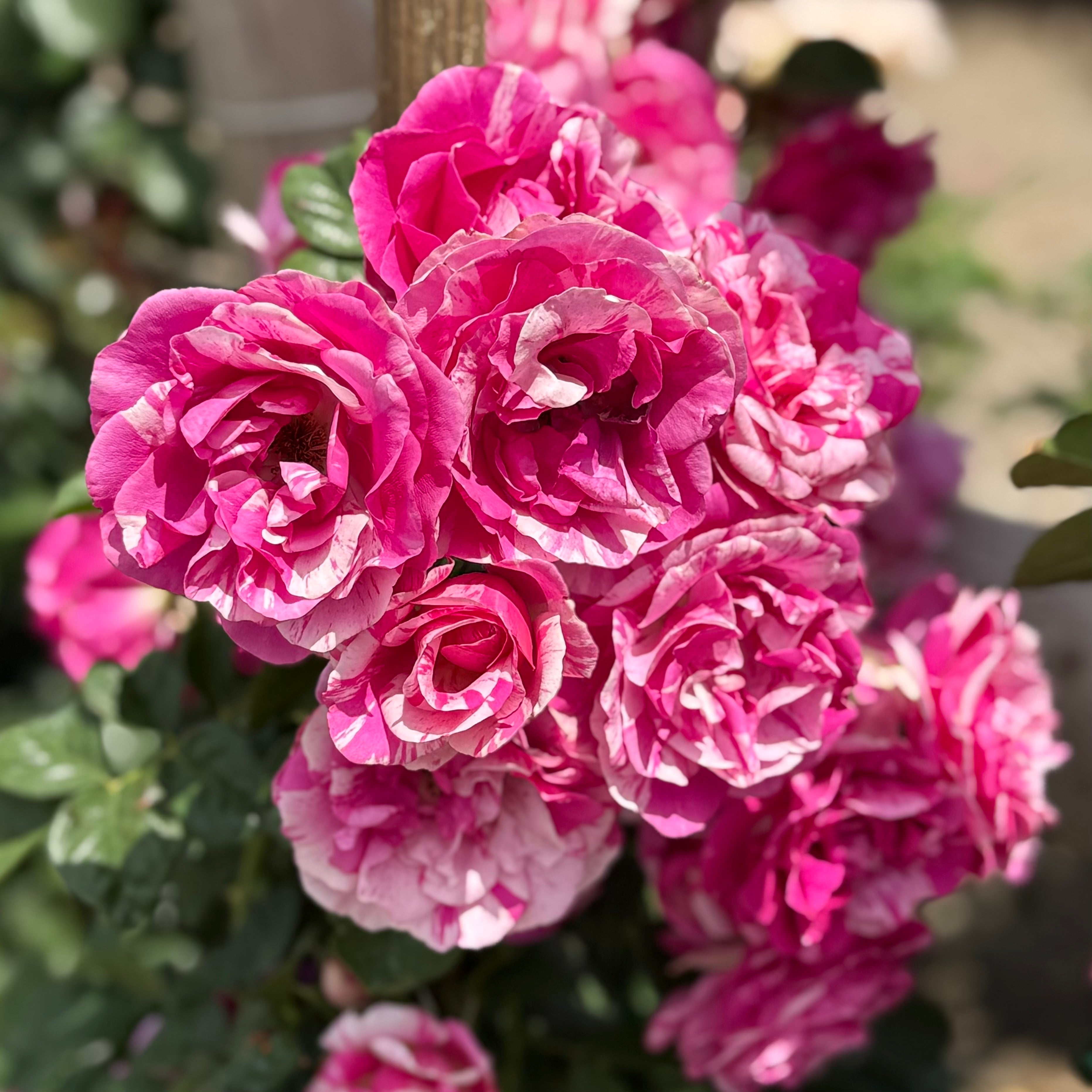 Fly So High™ Potted Climbing Rose Bush