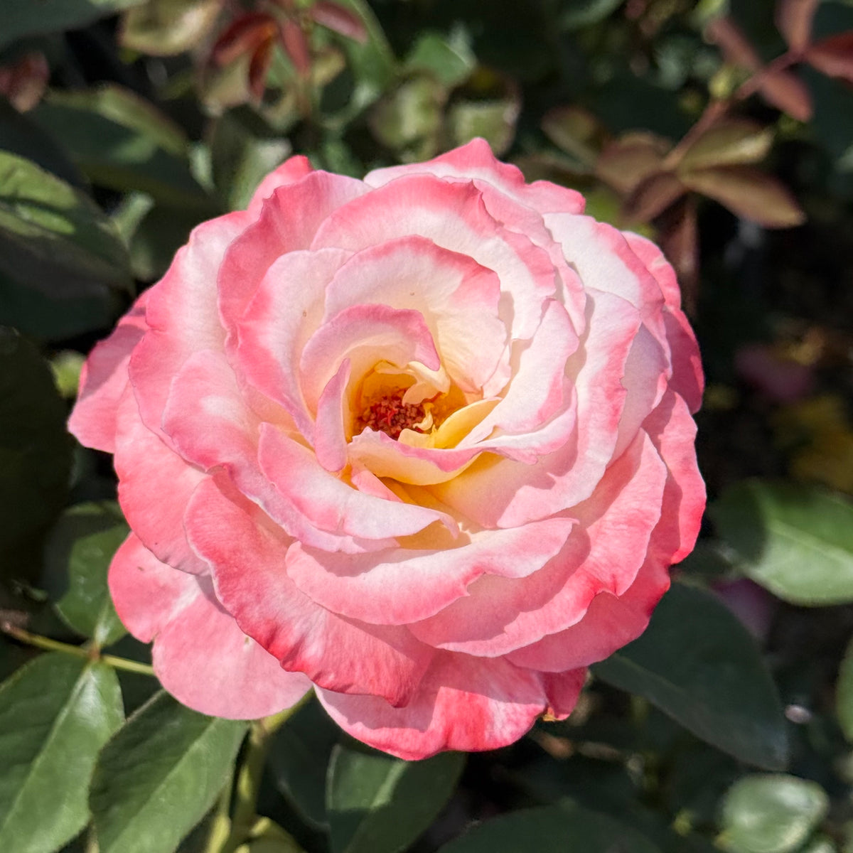 Secret™ Bare Root Rose Bush