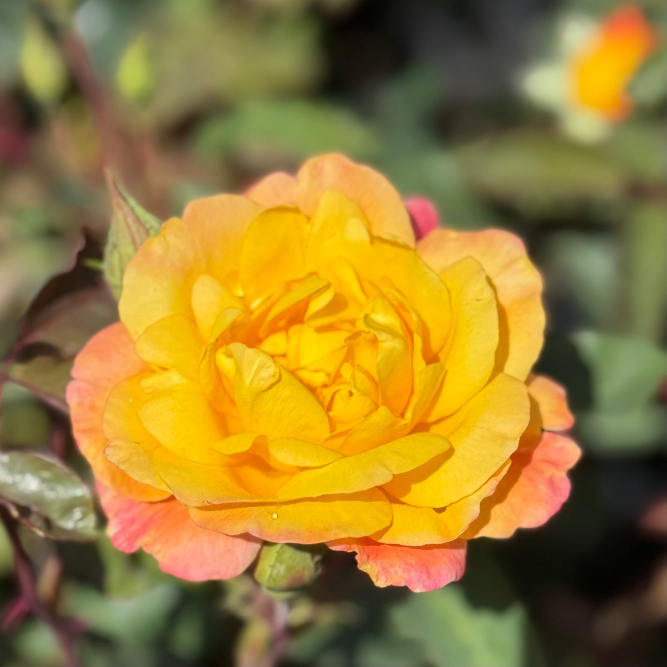 Rio Samba™ Potted Rose Bush