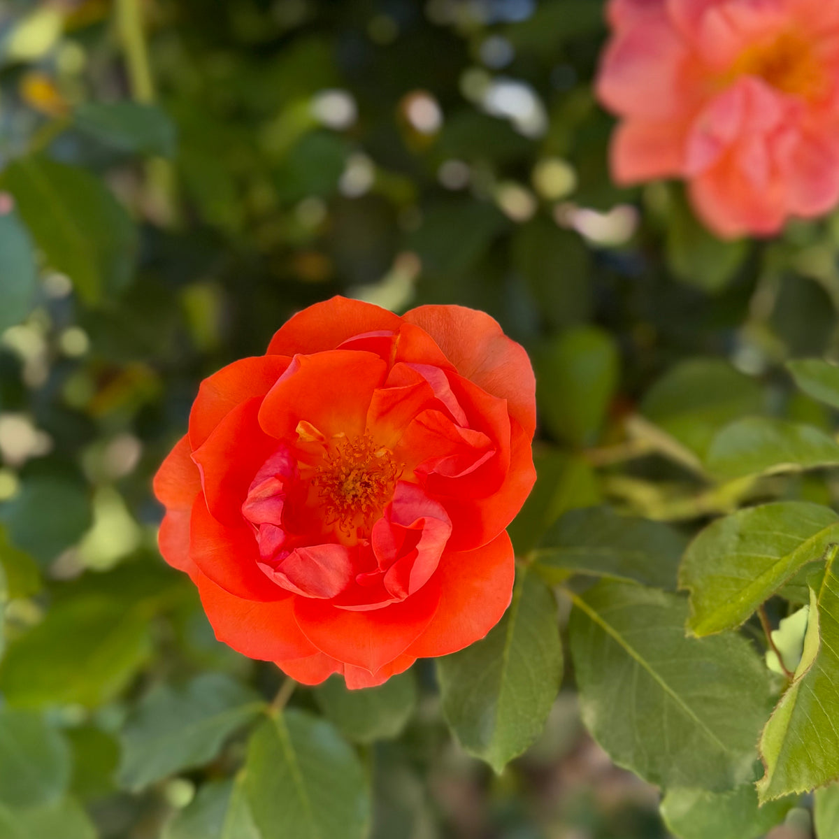 Above All™ Bare Root Climbing Rose Bush