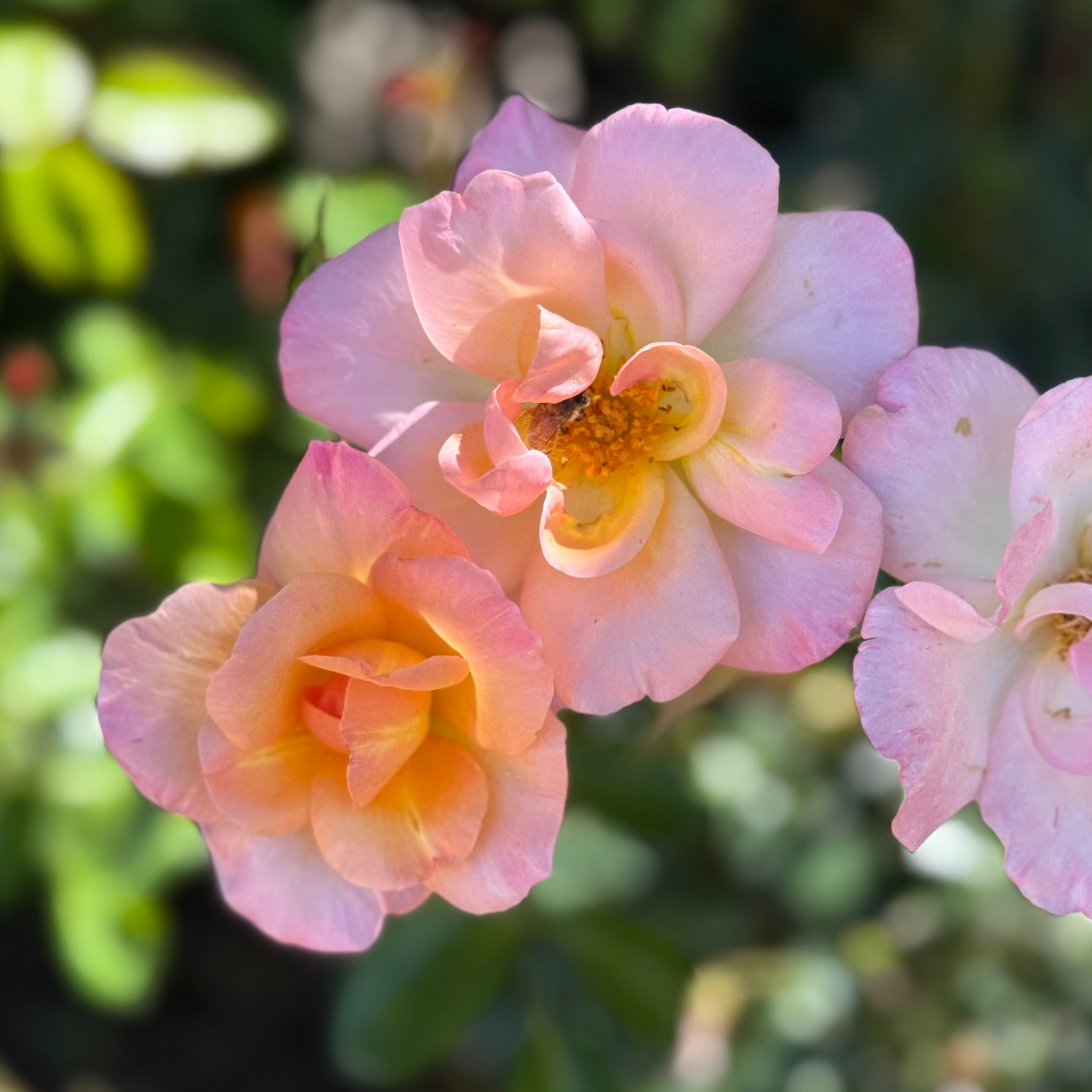 Bright and Shiny™ Potted Rose Bush