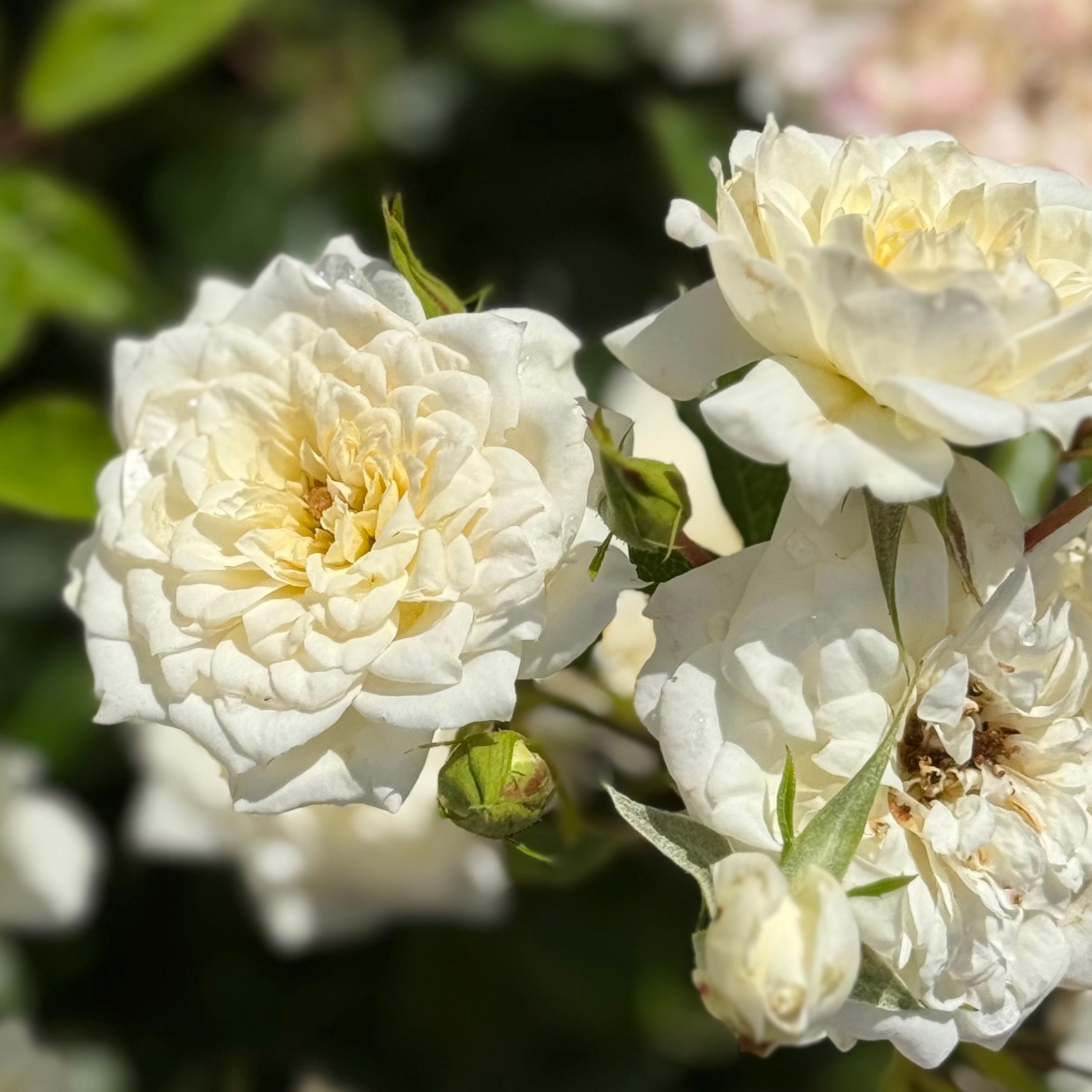 Bridal Sunblaze® Potted Rose Bush