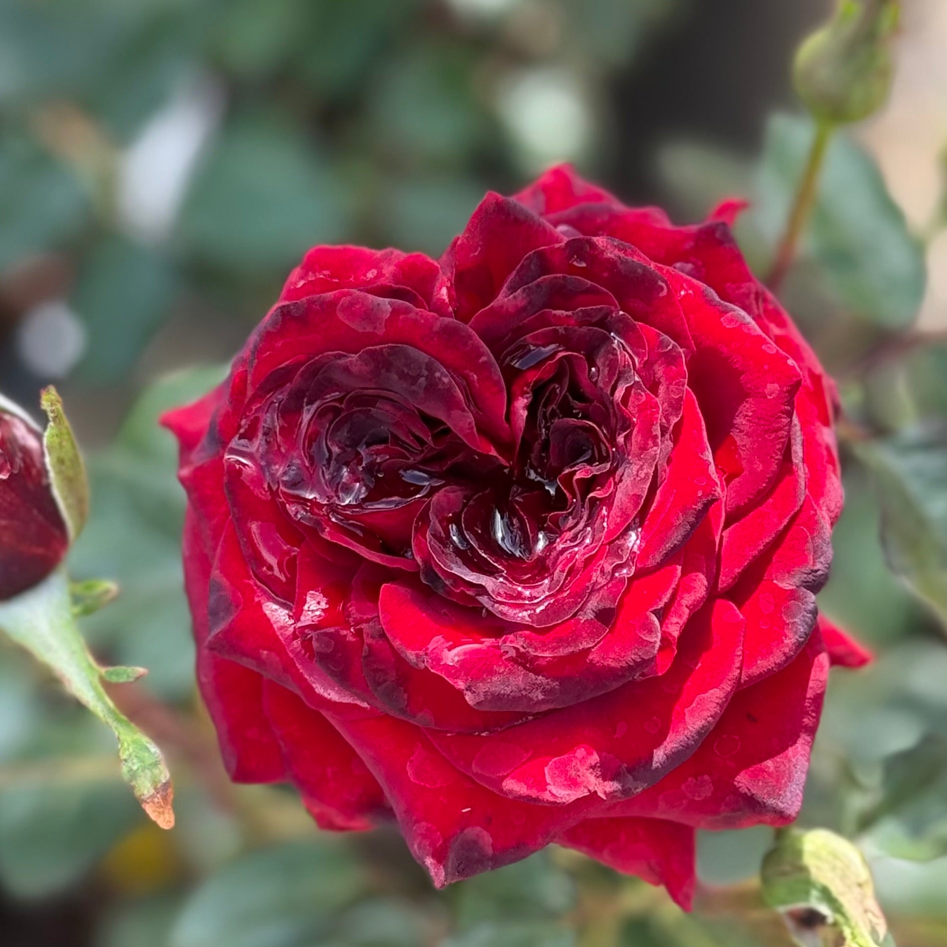 Black MagicĀ® Potted Rose Bush