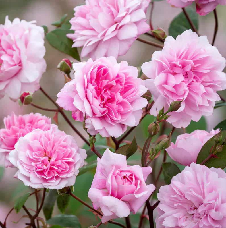 Mary Delany Rose Bush