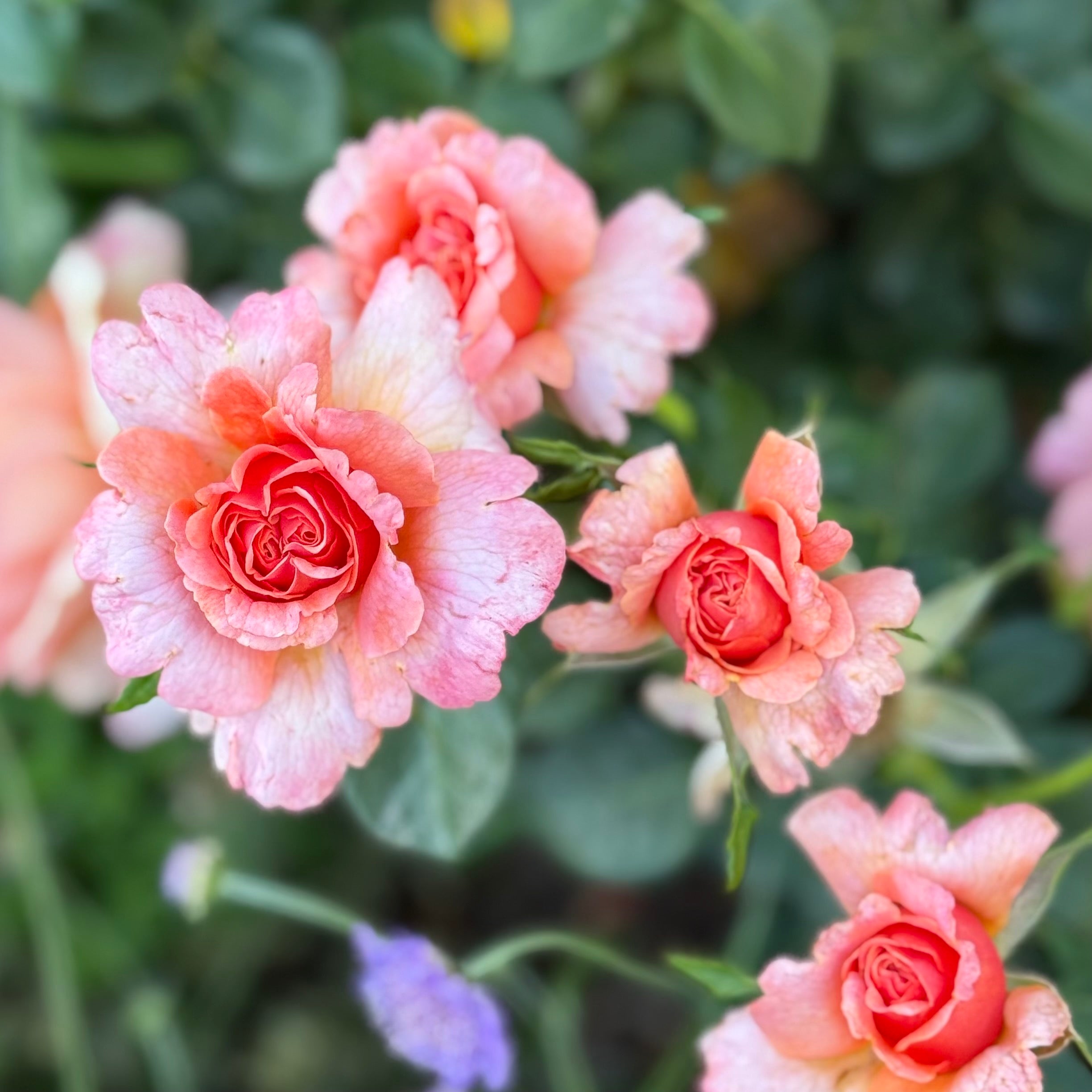 Easy Does It® Potted Rose Bush