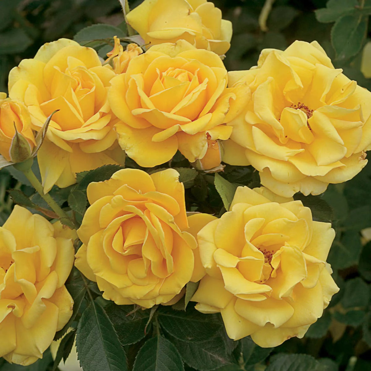 Shockwave™ Potted Rose Bush
