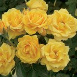 Shockwave™ Bare Root Rose Bush