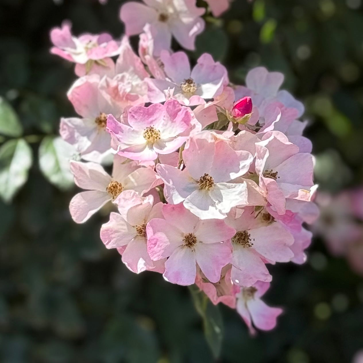 Ballerina™ Potted Rose Bush