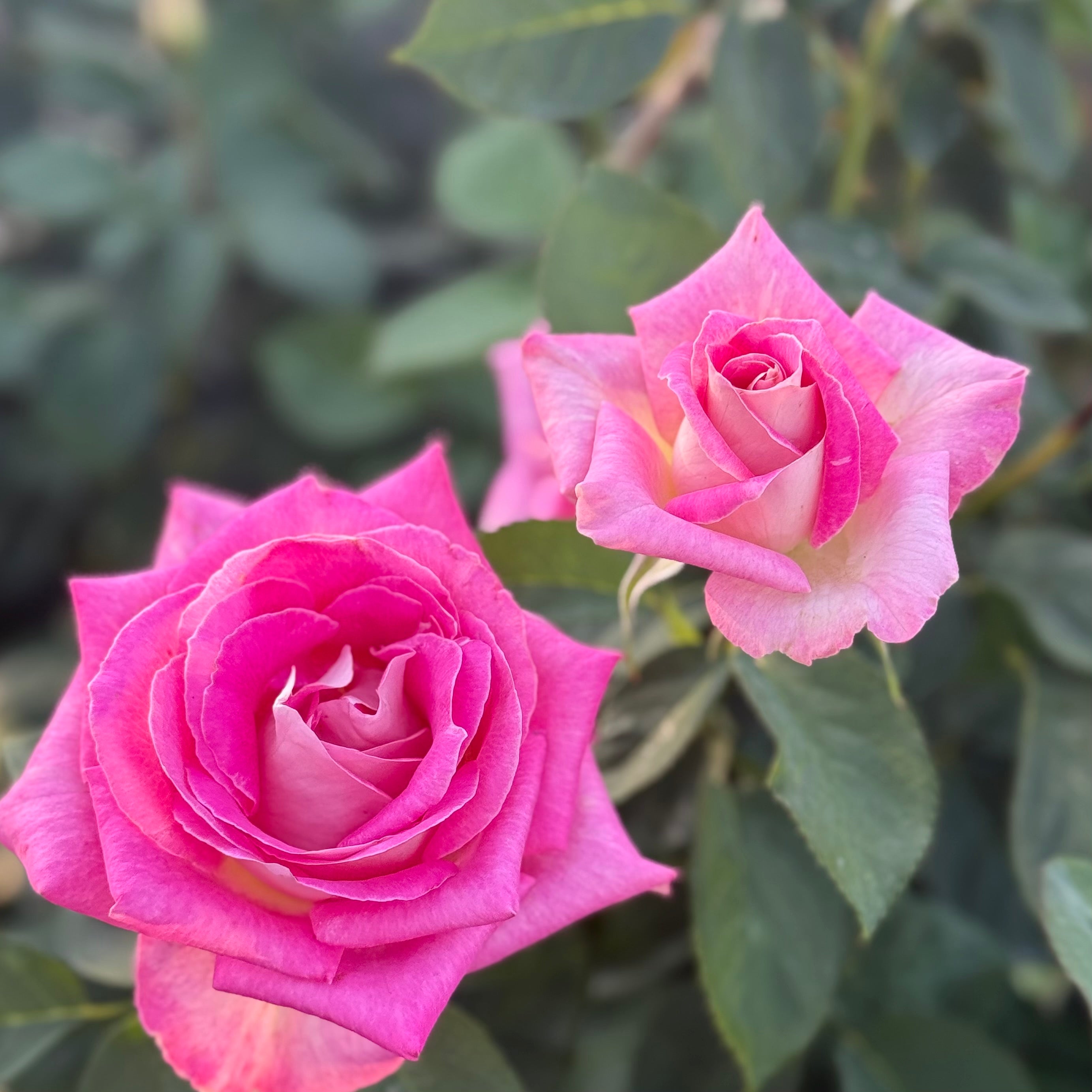 Painted Porcelain™ Potted Tree Rose