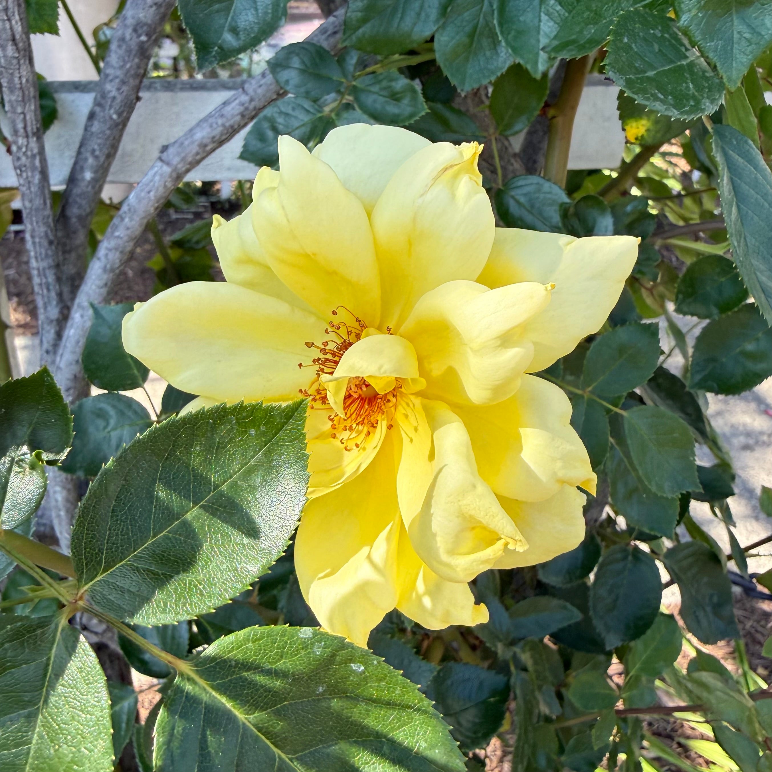 Golden Showers Bare Root Climbing Rose