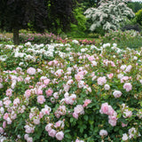 David Austin® Scarborough Fair Potted Rose Bush