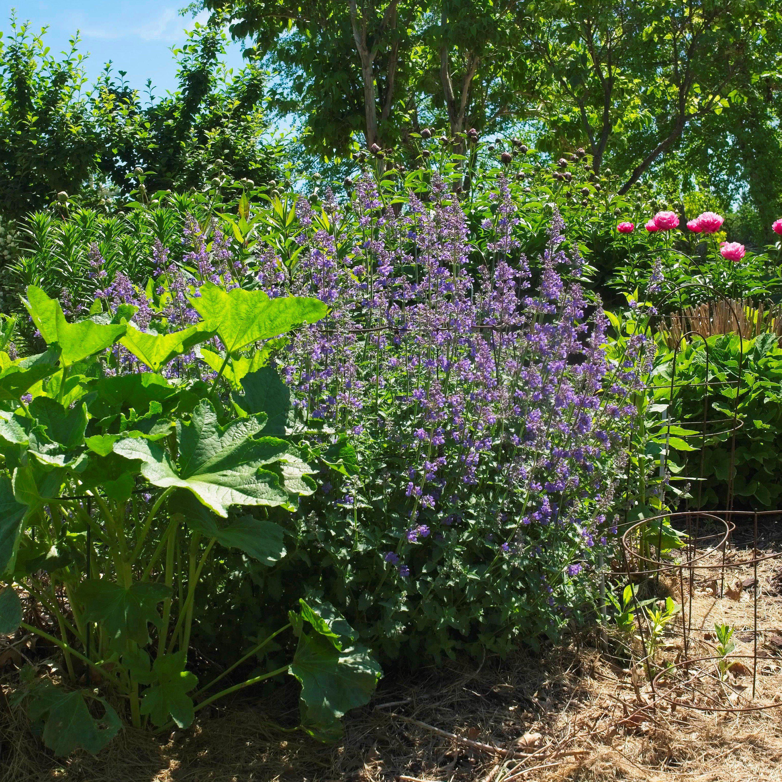 Catmint Walker's Low Potted Catmint Plant
