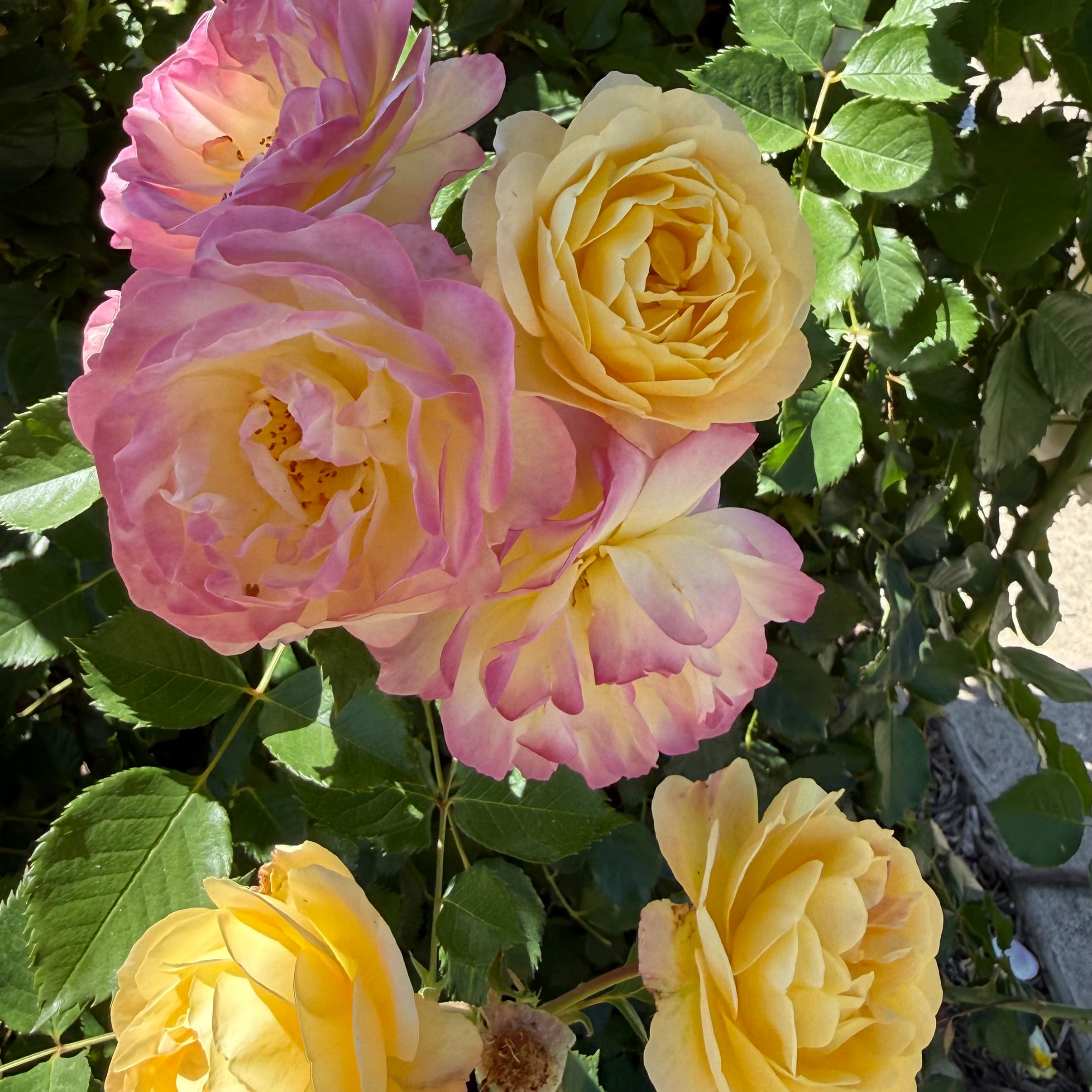 Life of the Party™ Potted Rose Bush