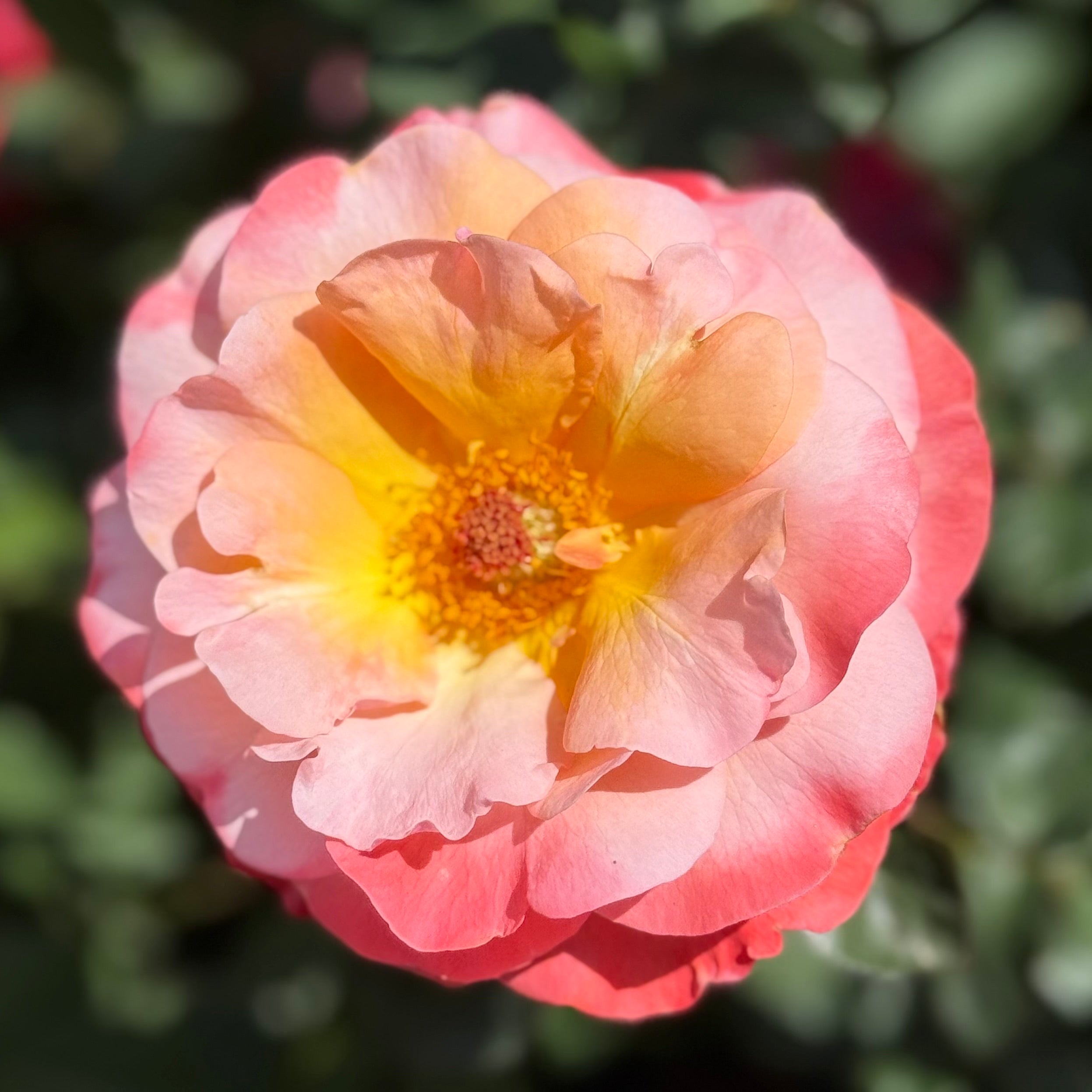 Colorific™ Potted Rose Bush