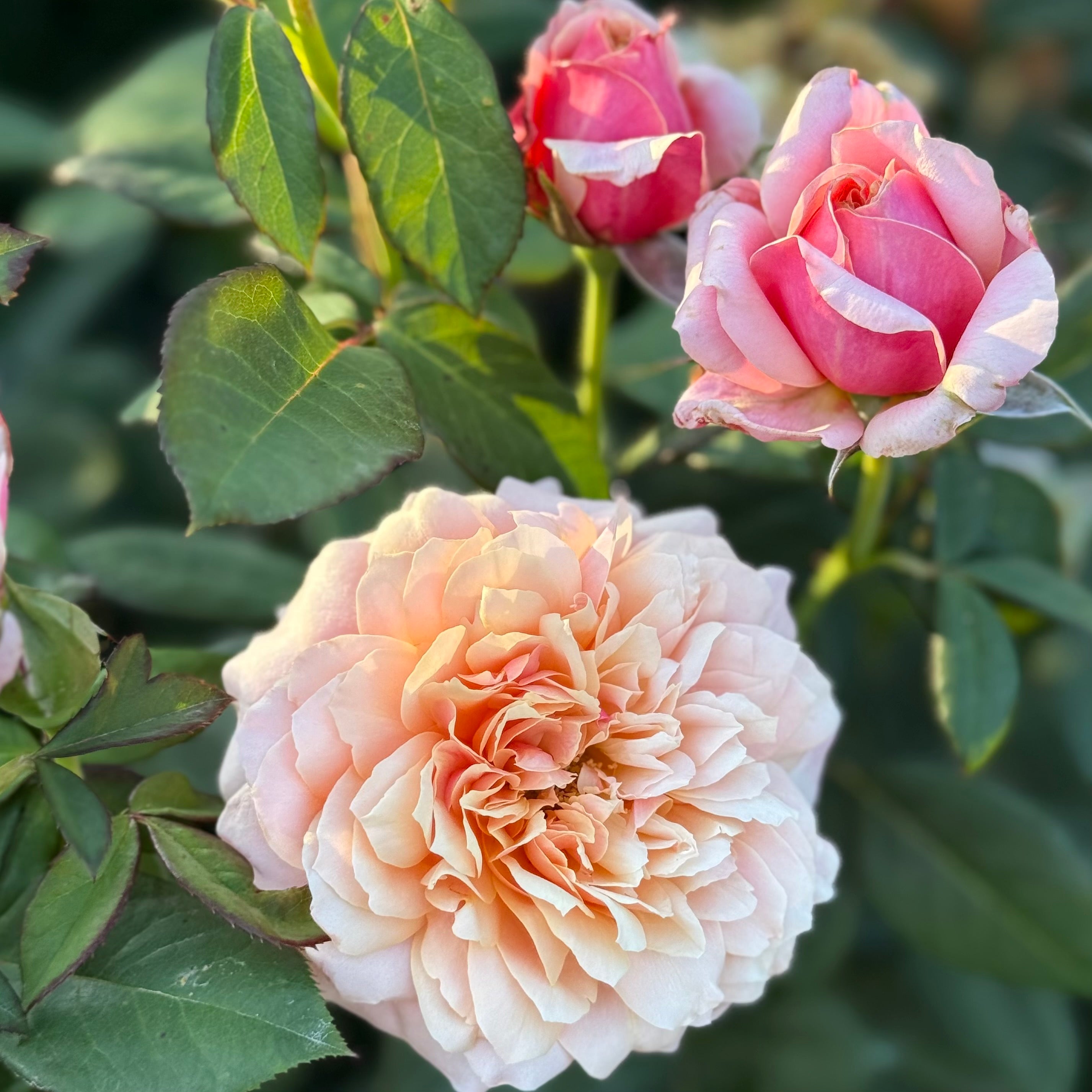 State of Grace ™ Potted Rose Bush
