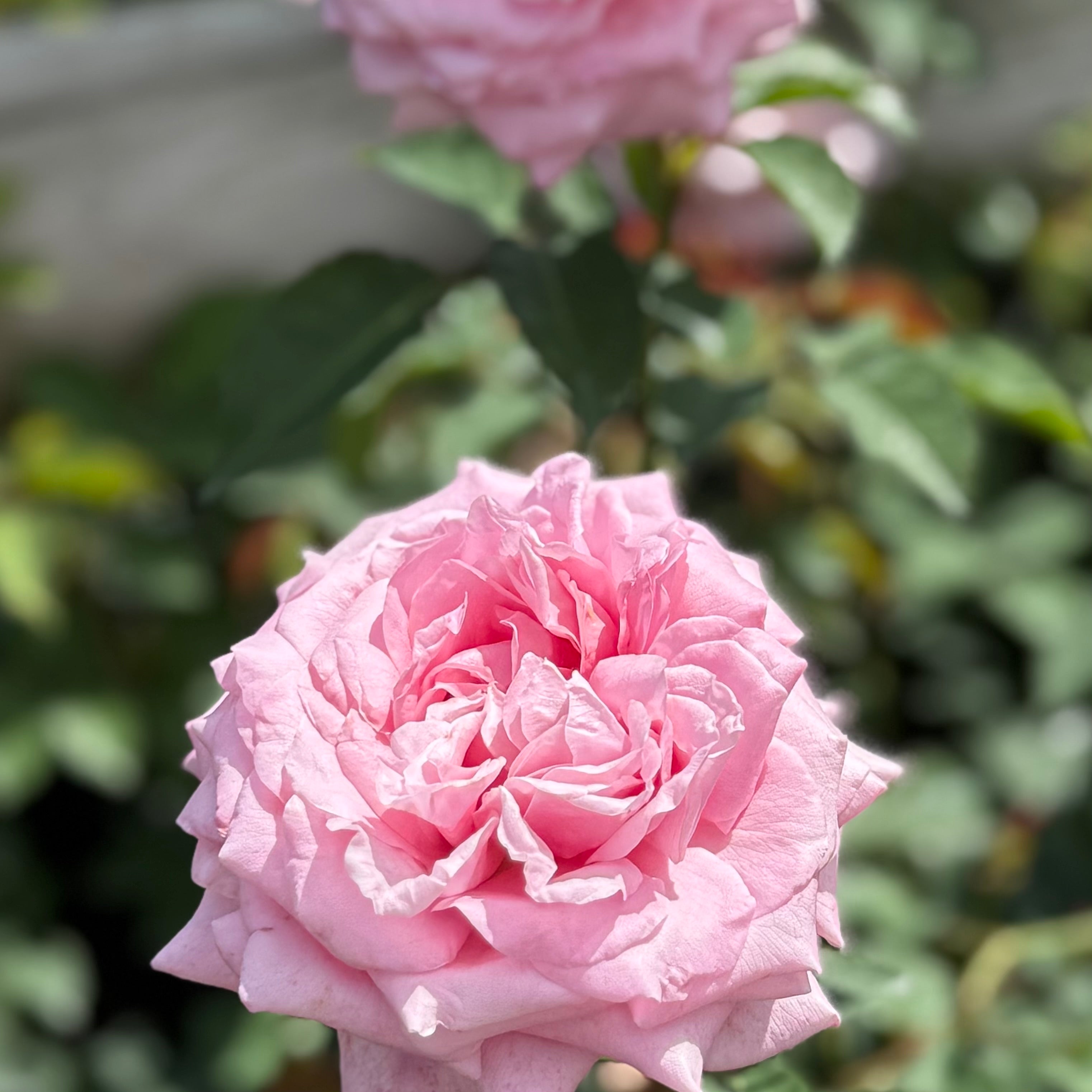 Belinda's Dream® Potted Rose Bush