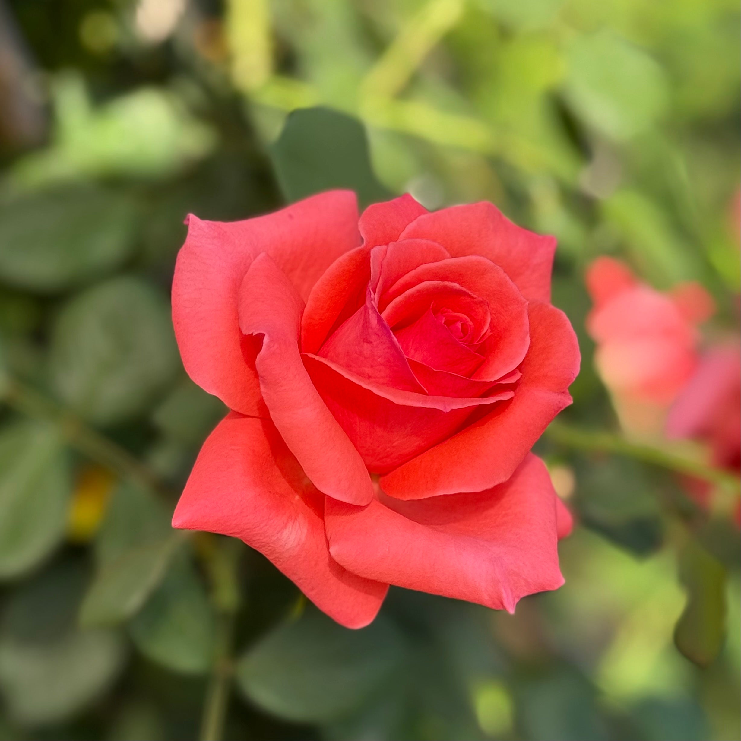 America™ Bare Root Climbing Rose