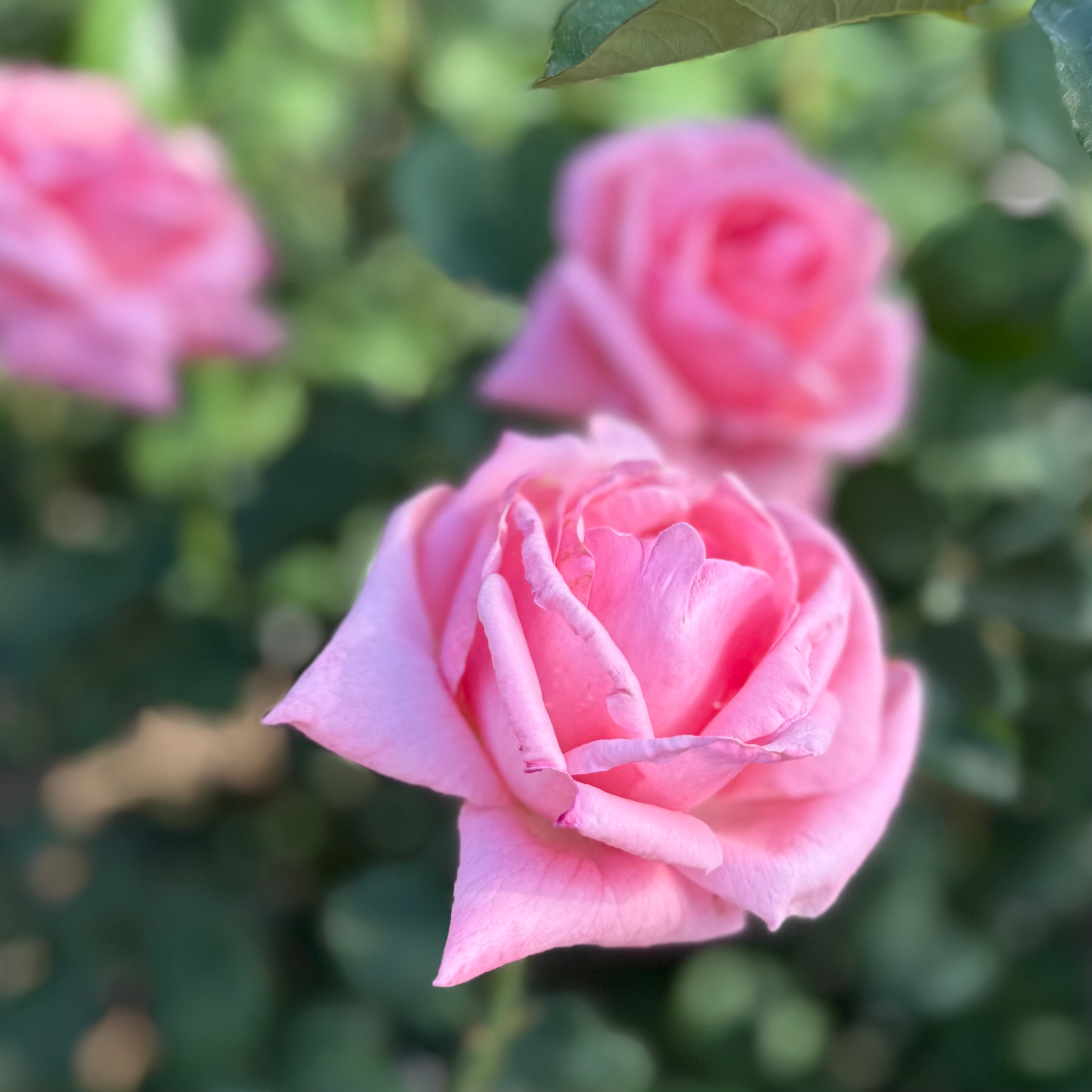 Queen Elizabeth Potted Rose Bush