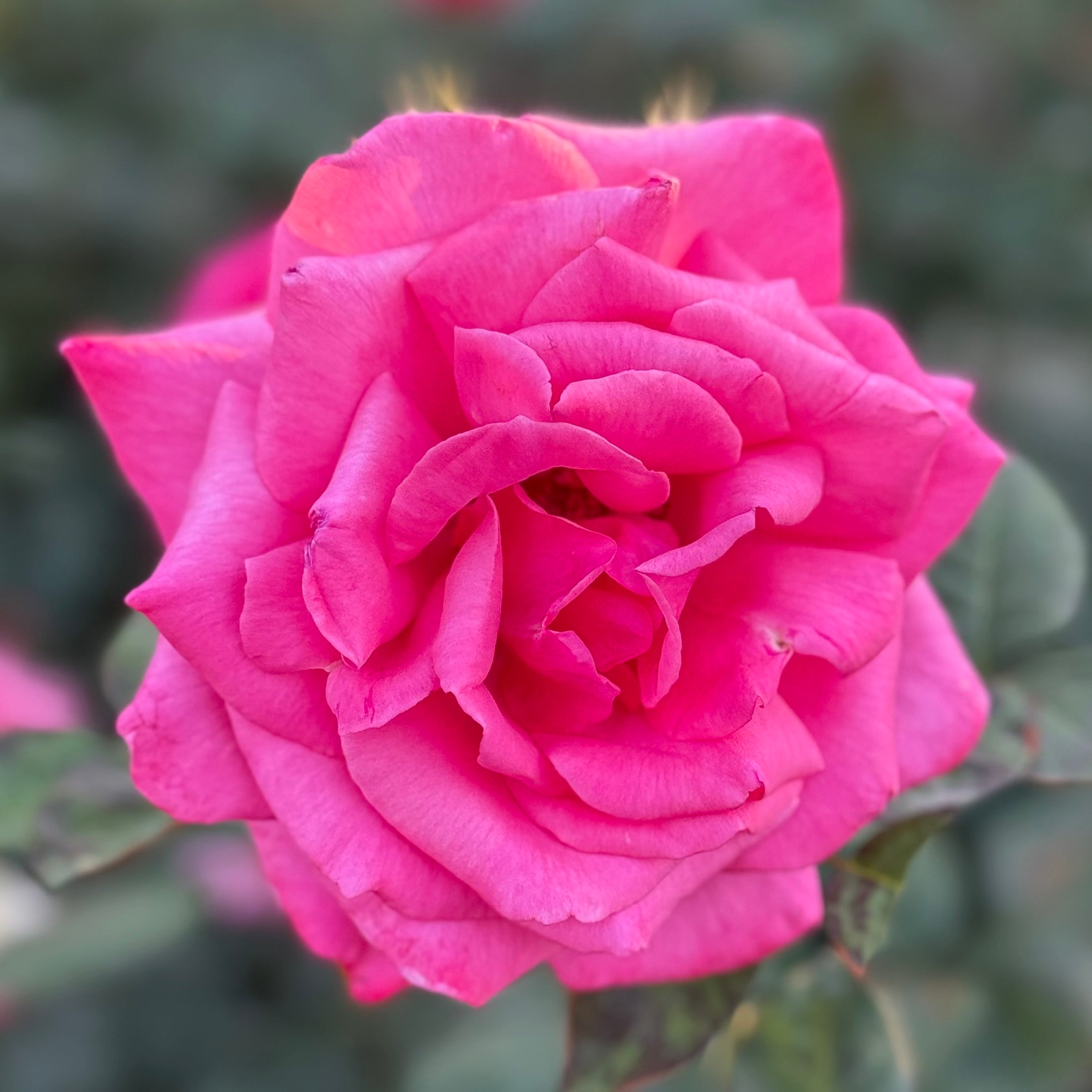 Paradise Potted Rose Bush