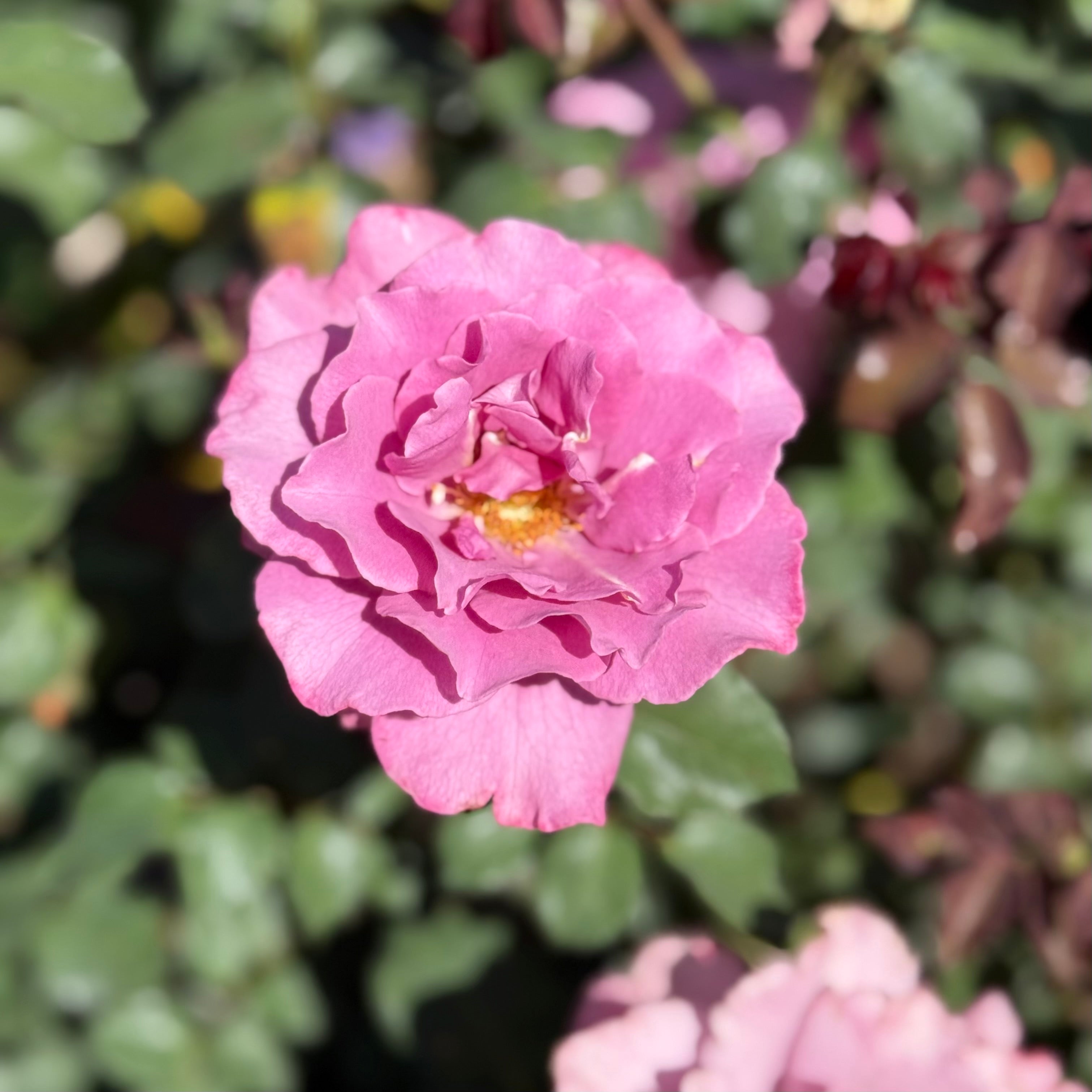 Angel Face Potted Tree Rose