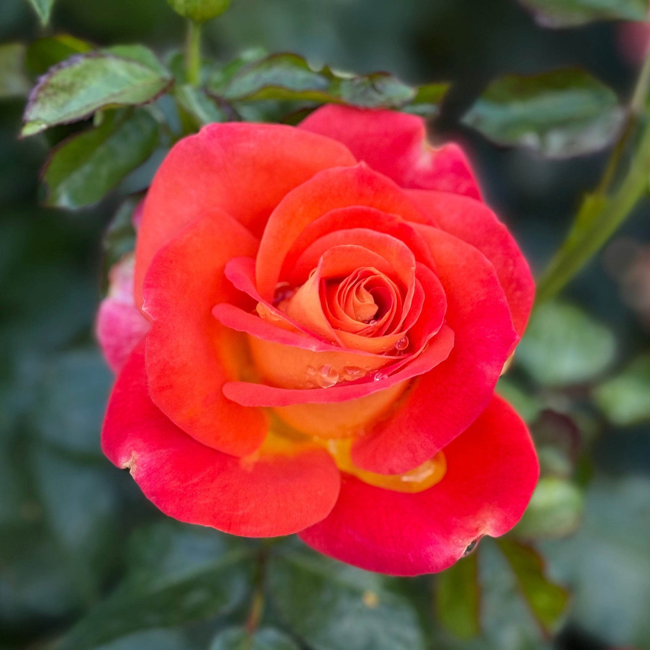 Burst of Joy™ Potted Rose Bush