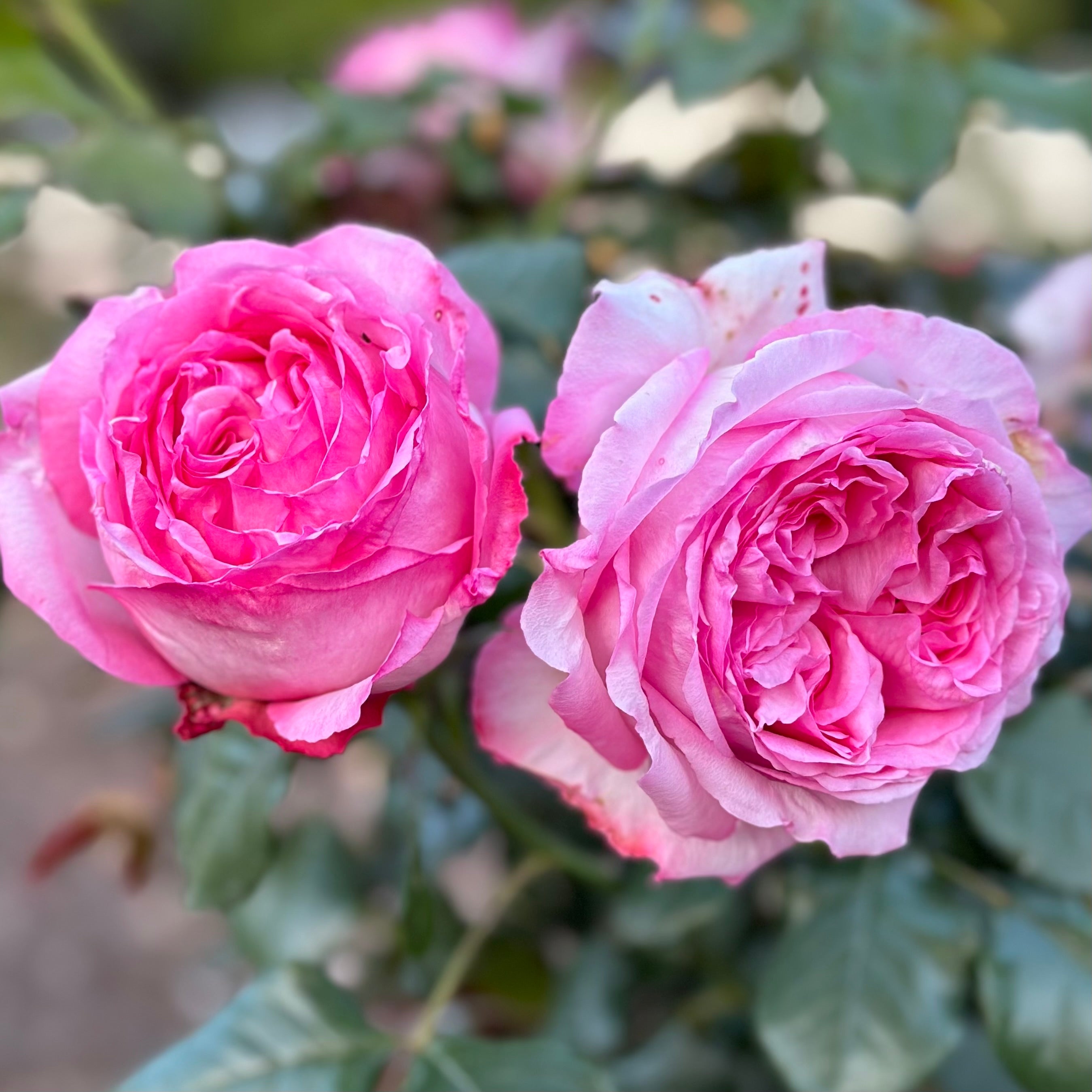 Romantica® Ball Gown™ Potted Rose Bush