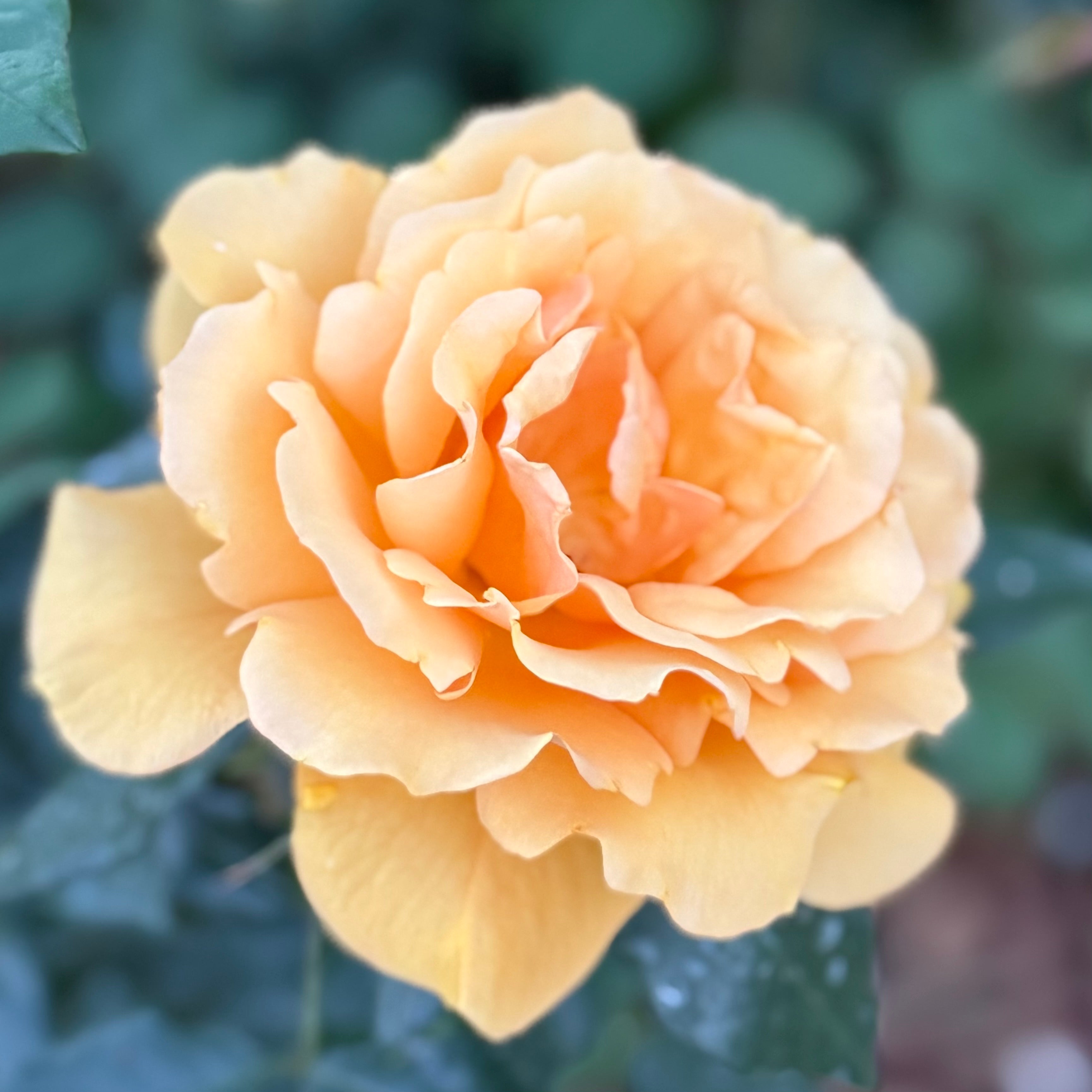 Sunbelt® South Africa® Potted Rose Bush