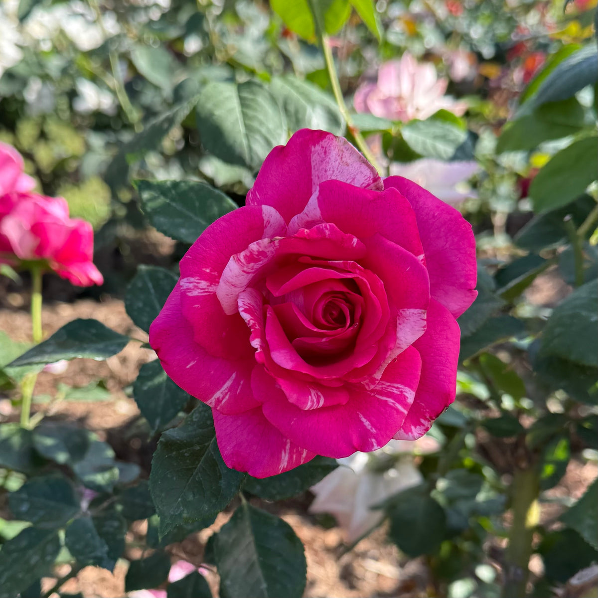 Parade Day™ Potted Rose Bush