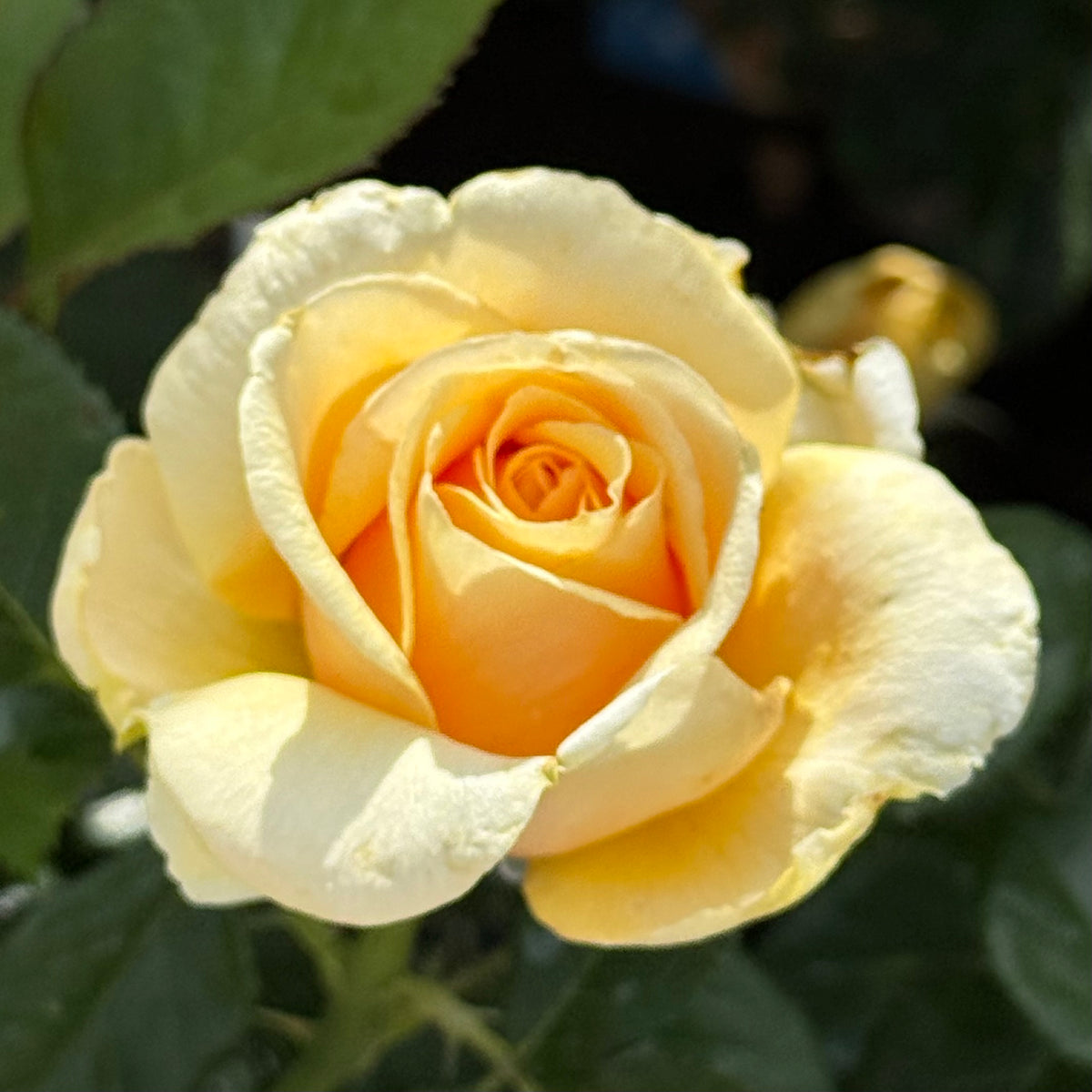 St Tropez™ Bare Root Rose Bush