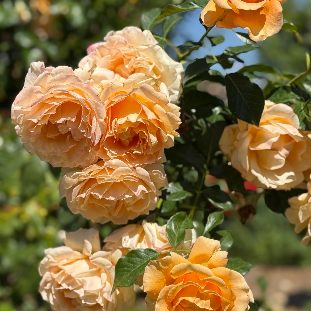 Golden Opportunity™ Bare Root Climbing Rose Bush