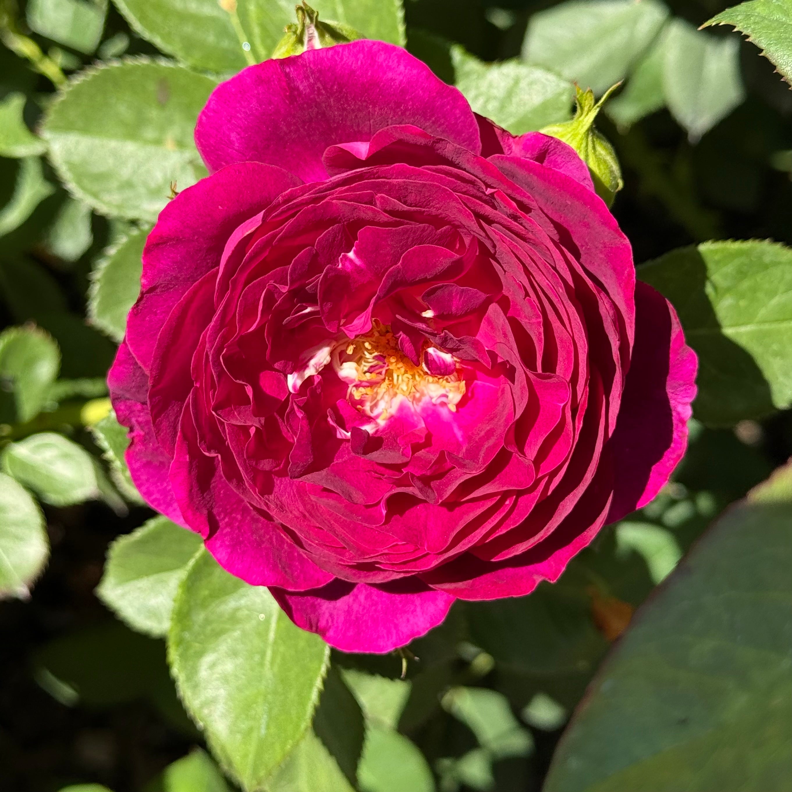 Twilight Zone™ Potted Tree Rose