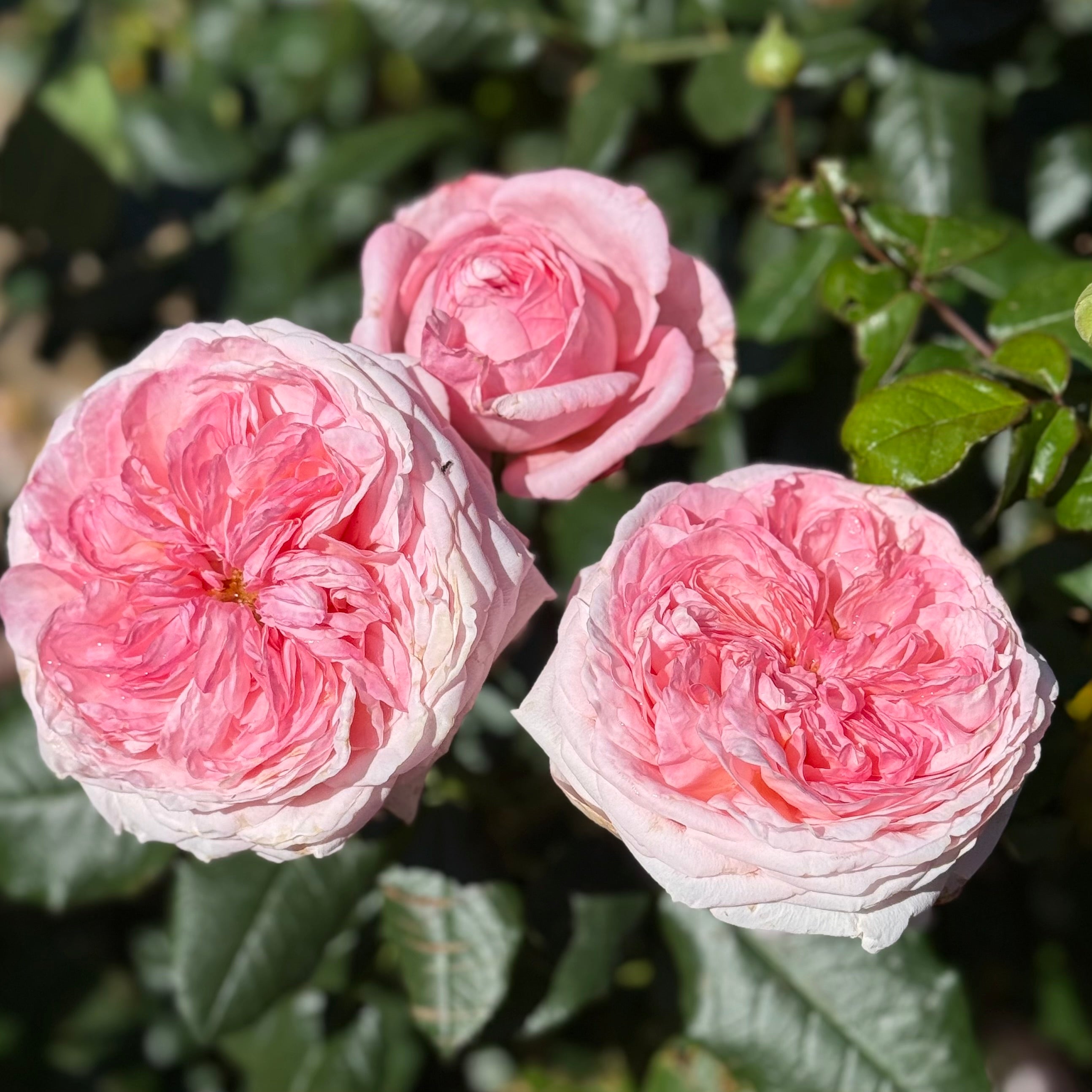 Martha Stewart™ Potted Rose Bush