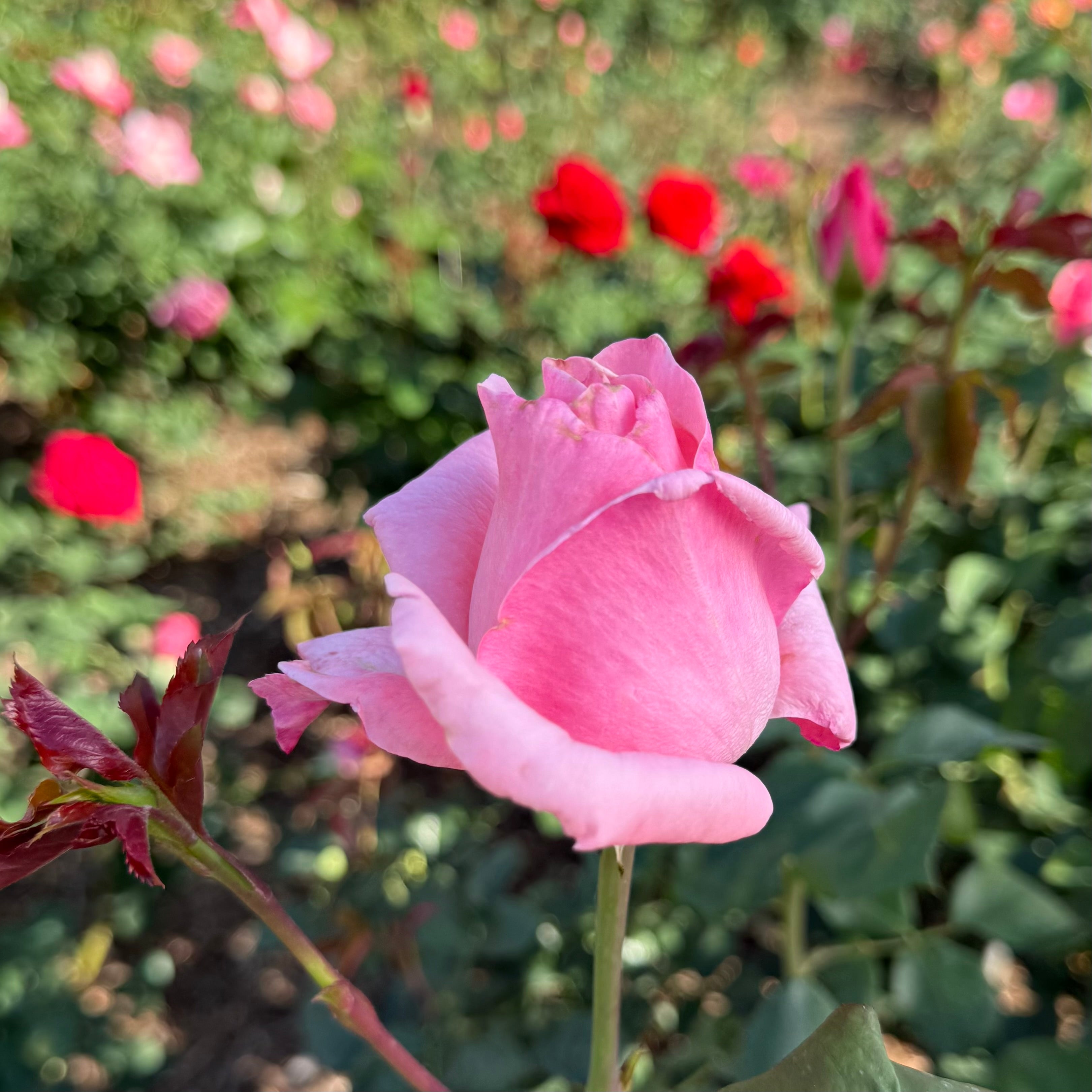 Queen Elizabeth Potted Rose Bush
