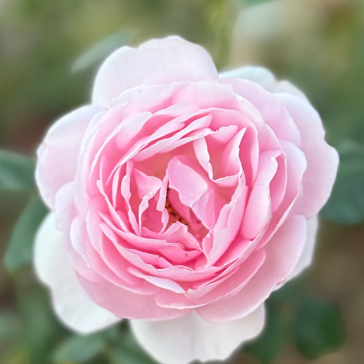 David Austin® Scepter’d Isle® Potted Tree Rose