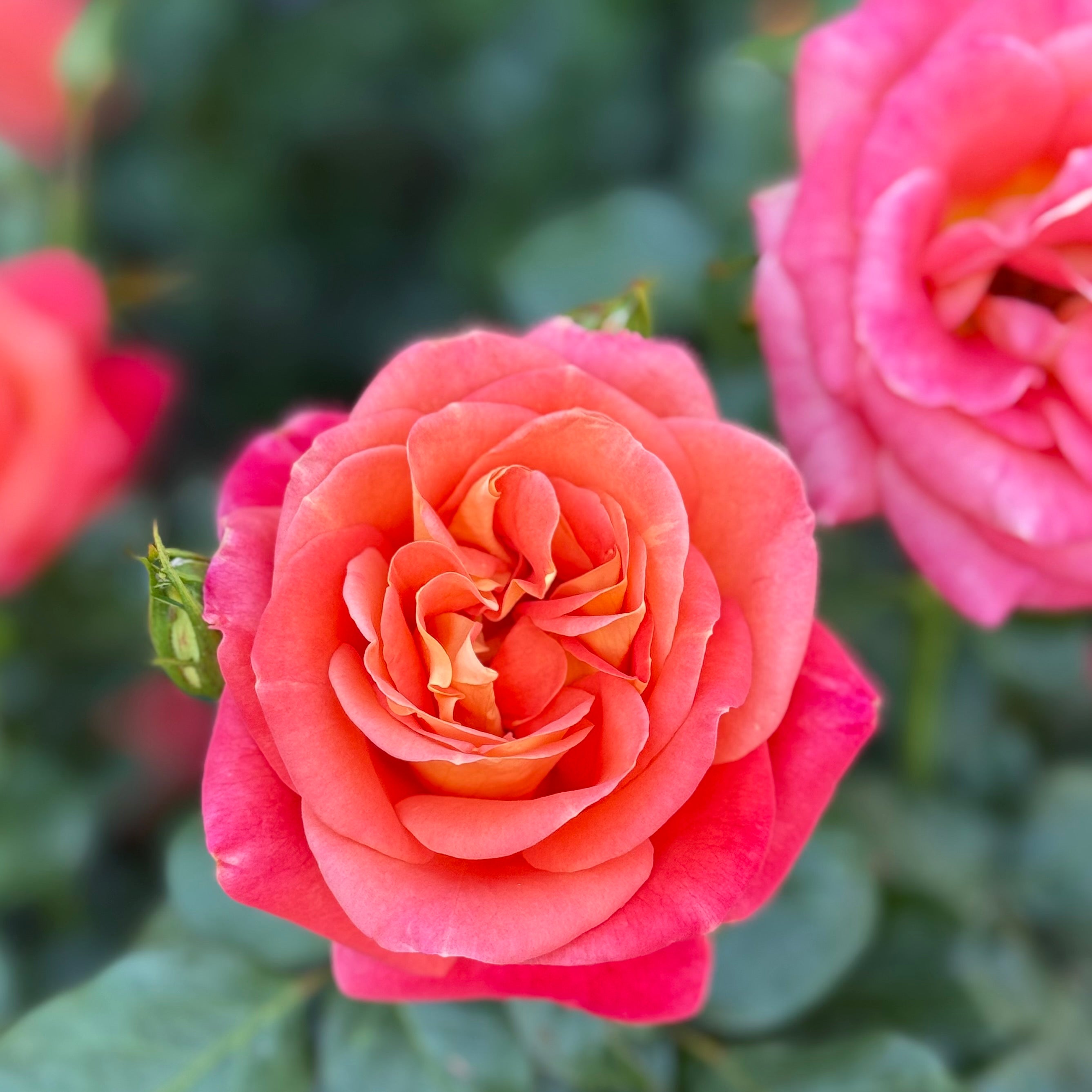 Burst of Joy™ Potted Rose Bush