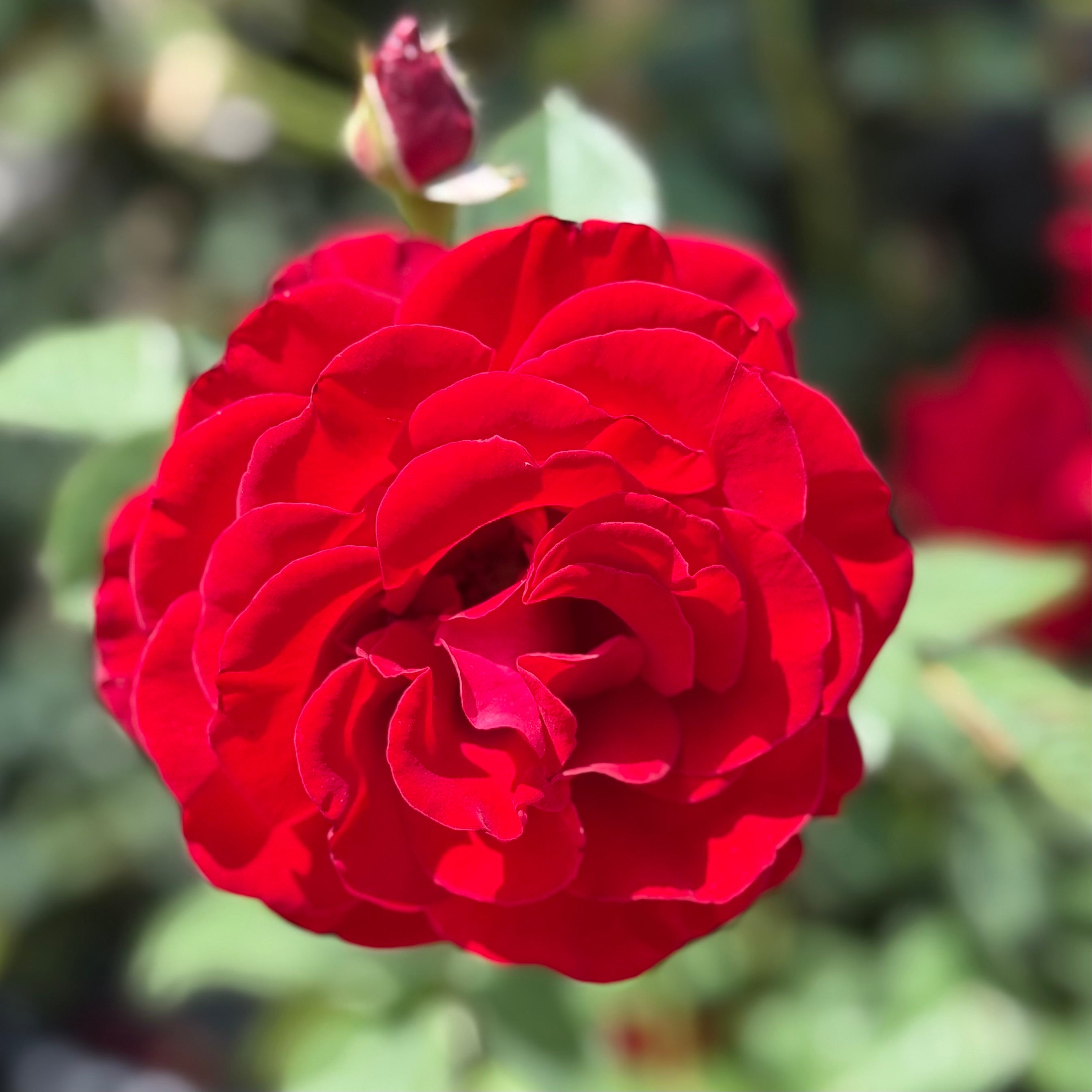 Lady in Red™ Potted Climbing Rose