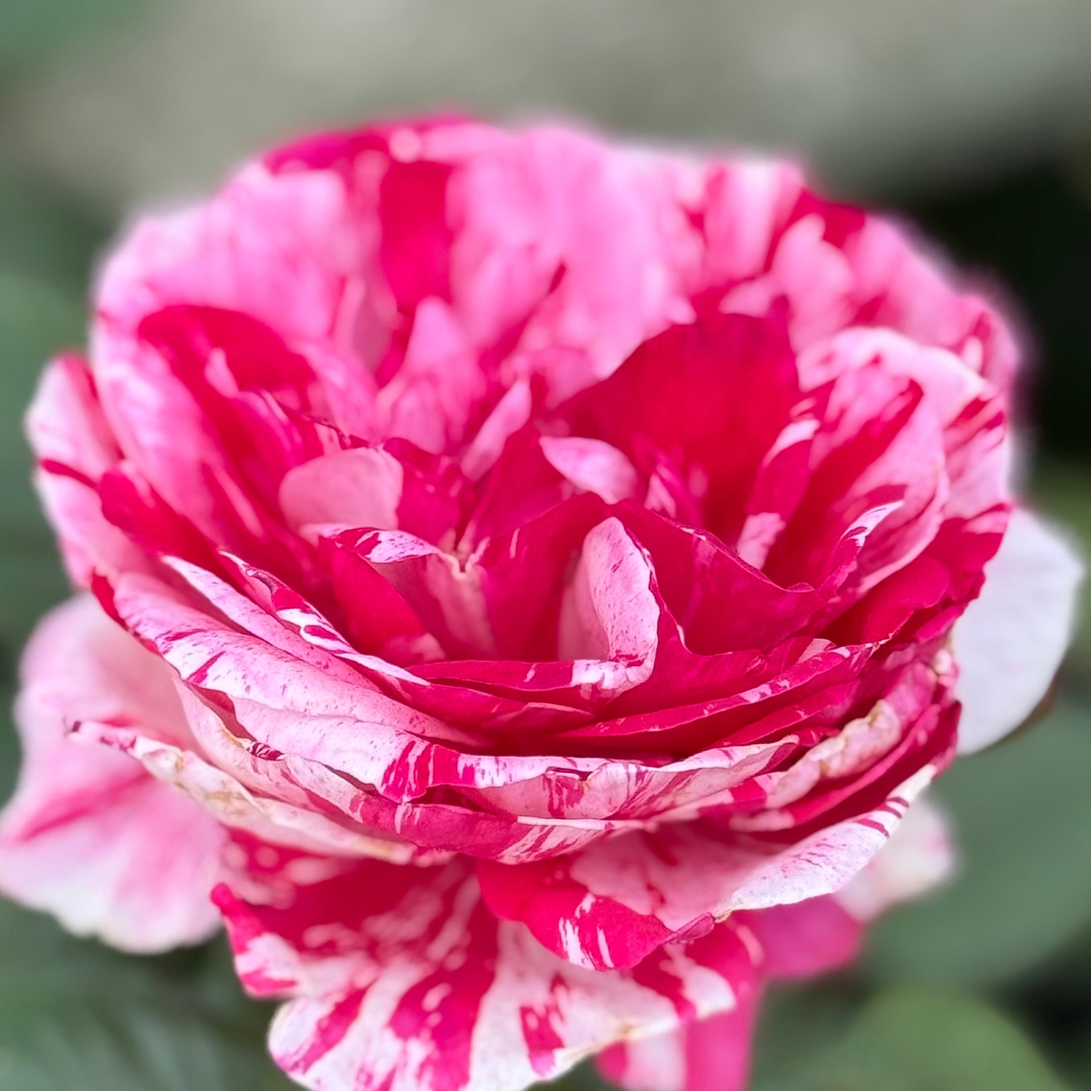 Scentimental™ Potted Rose Bush