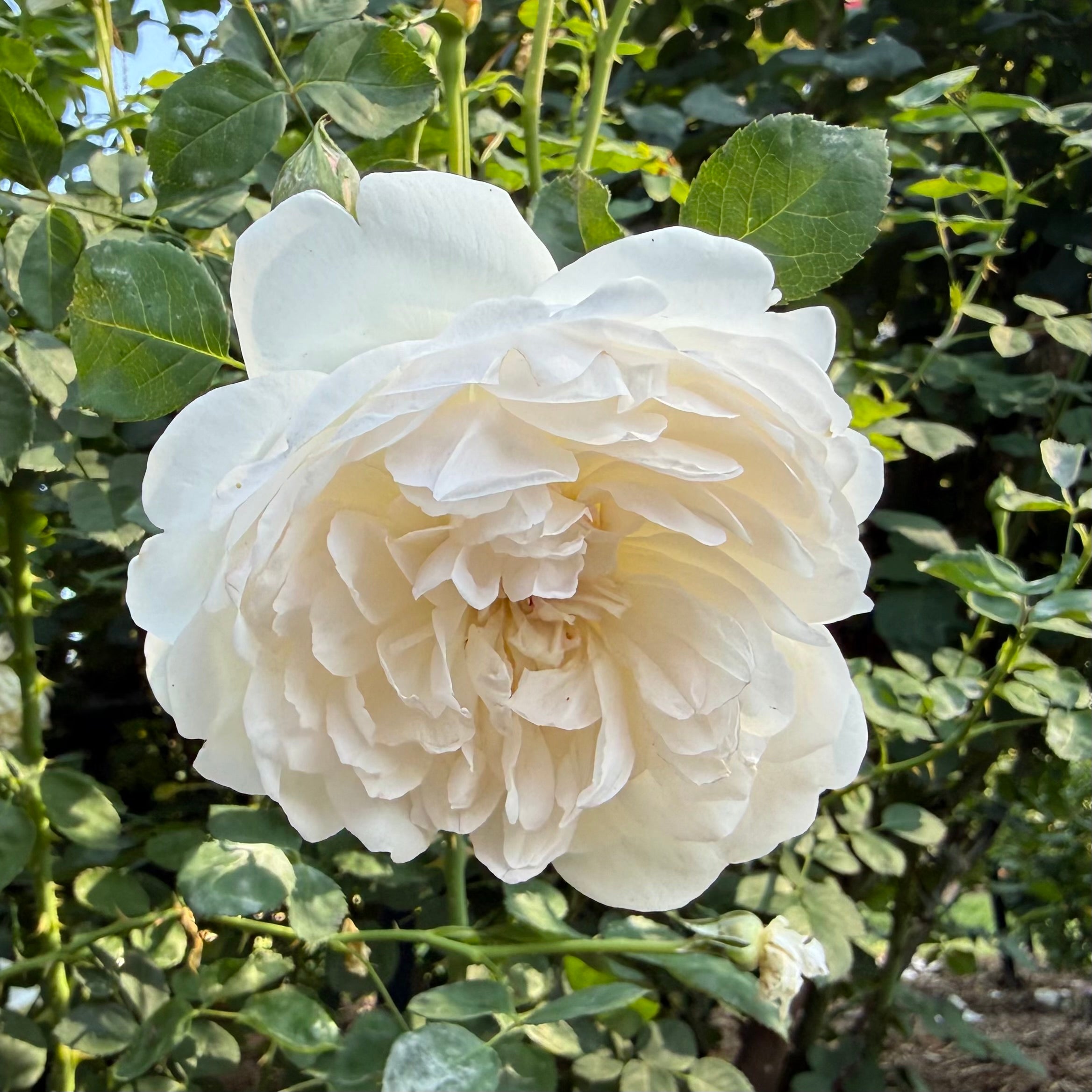 David Austin® Glamis Castle Potted Rose Bush