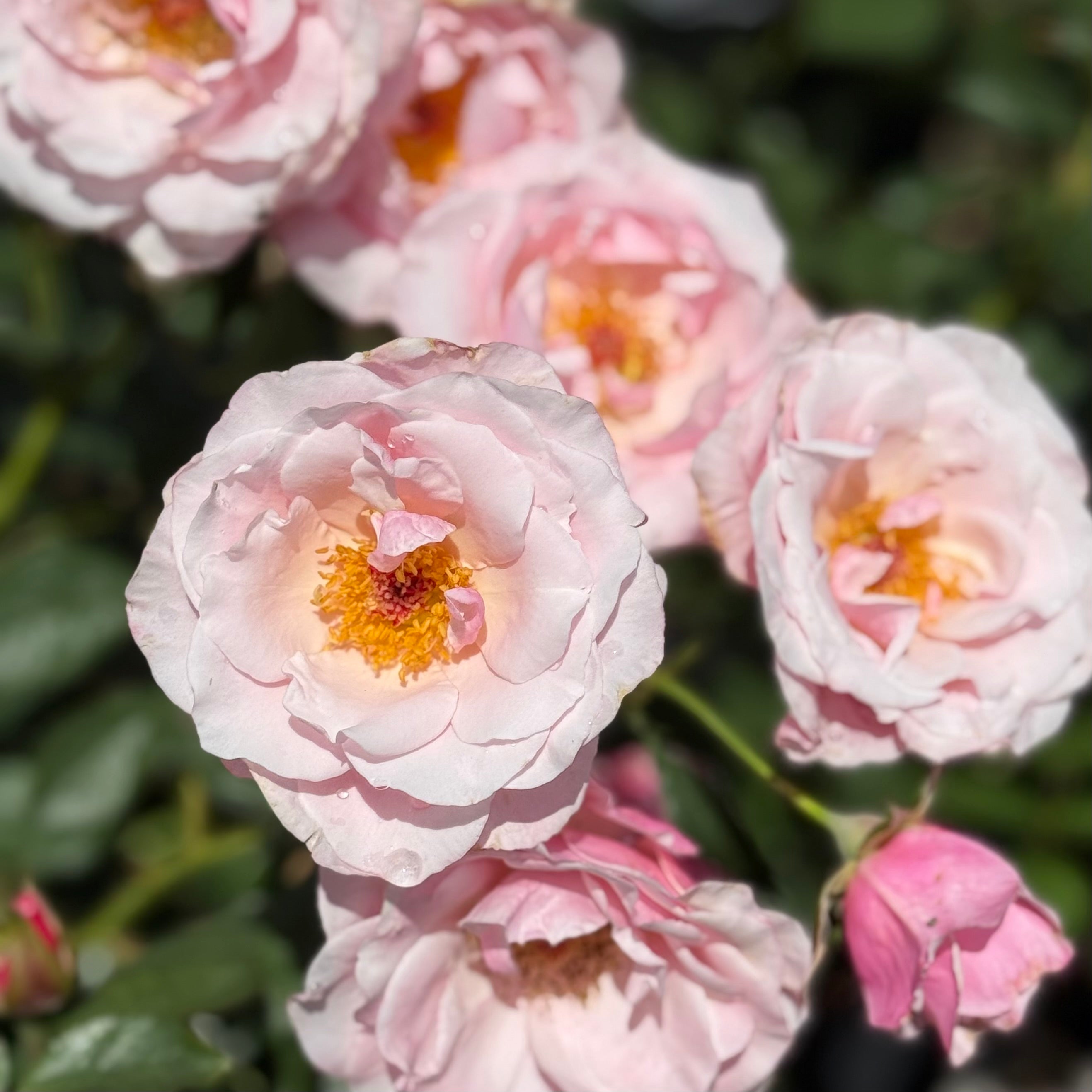Our Lady Of Guadeloupe Potted Tree Rose