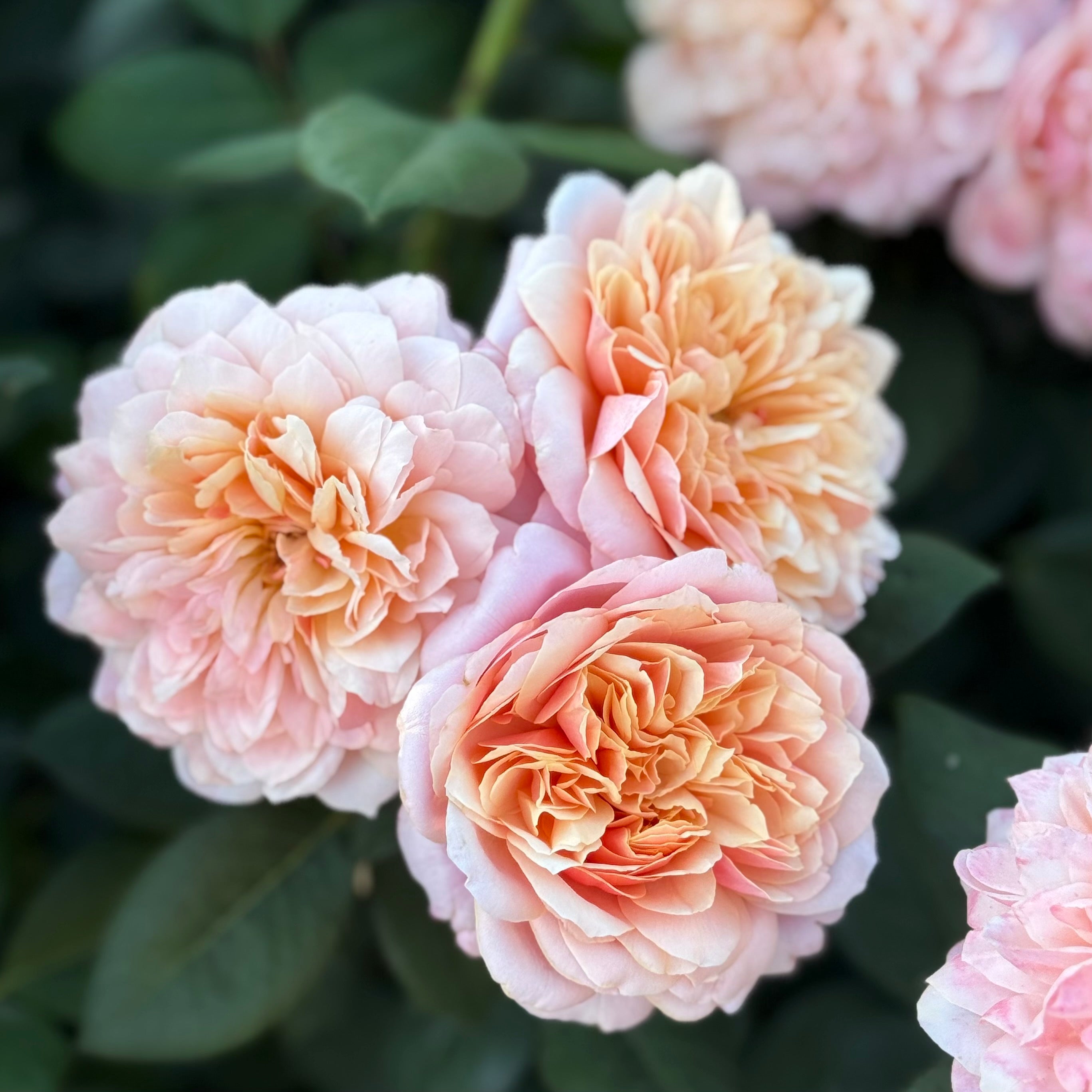 State of Grace ™ Potted Rose Bush