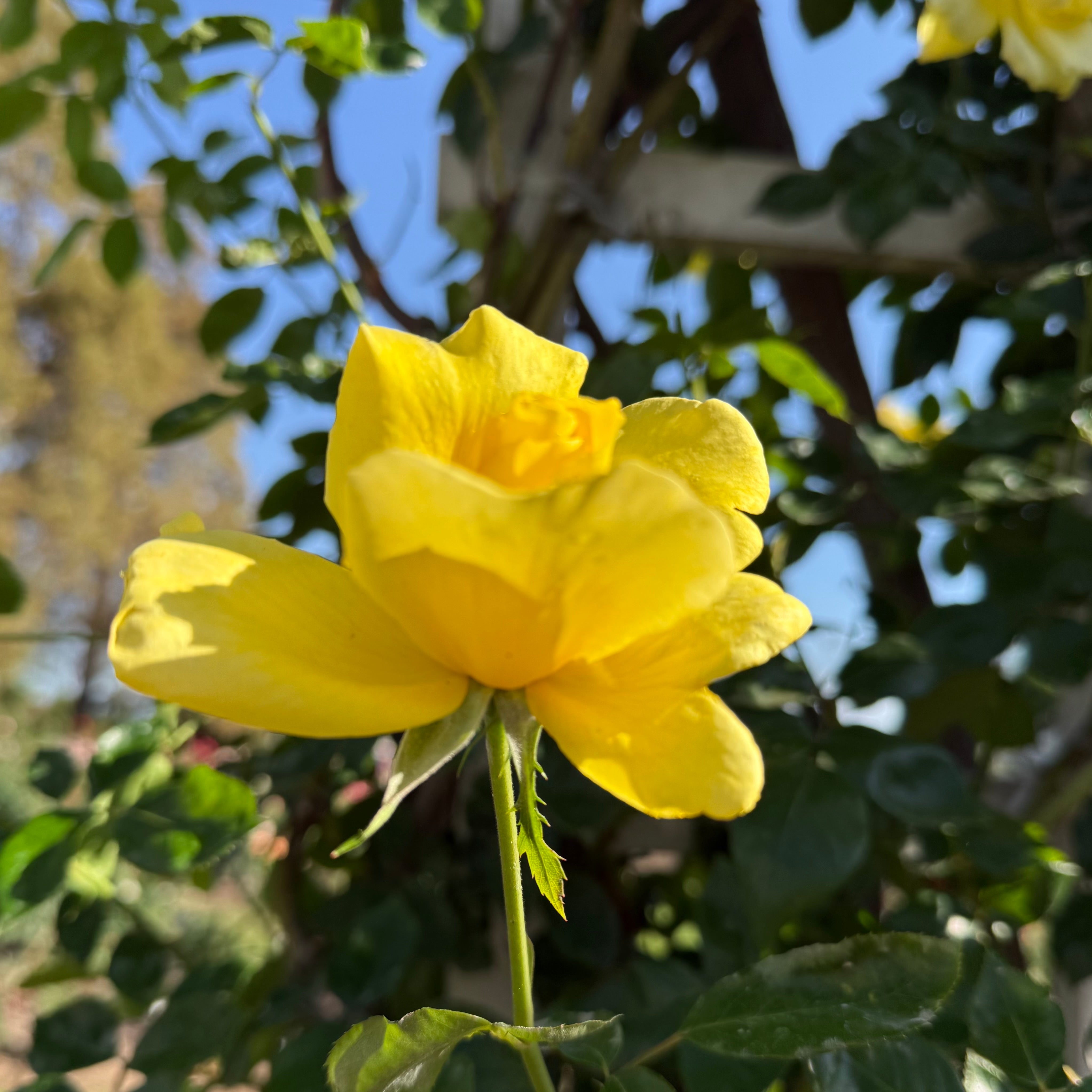 Golden Showers Bare Root Climbing Rose