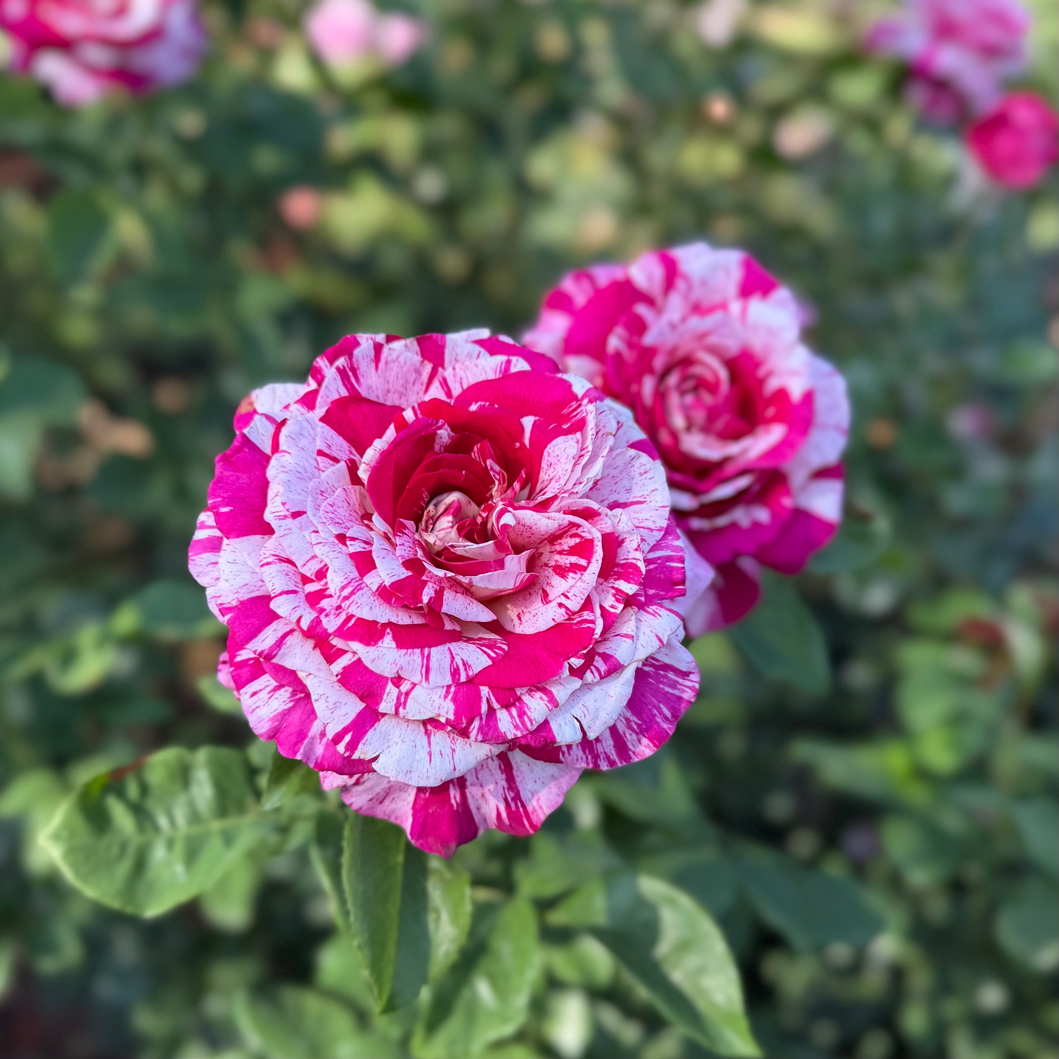 Neil Diamond Tree Potted Rose