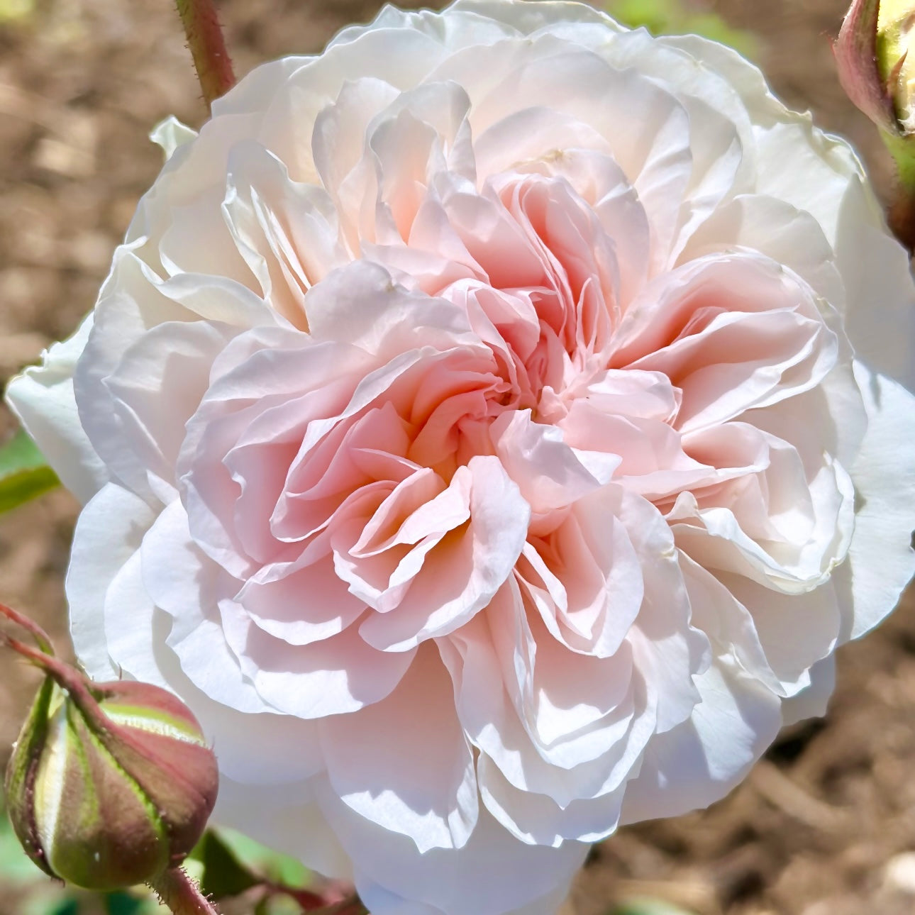 Tranquility™ by Clements Potted Rose Bush