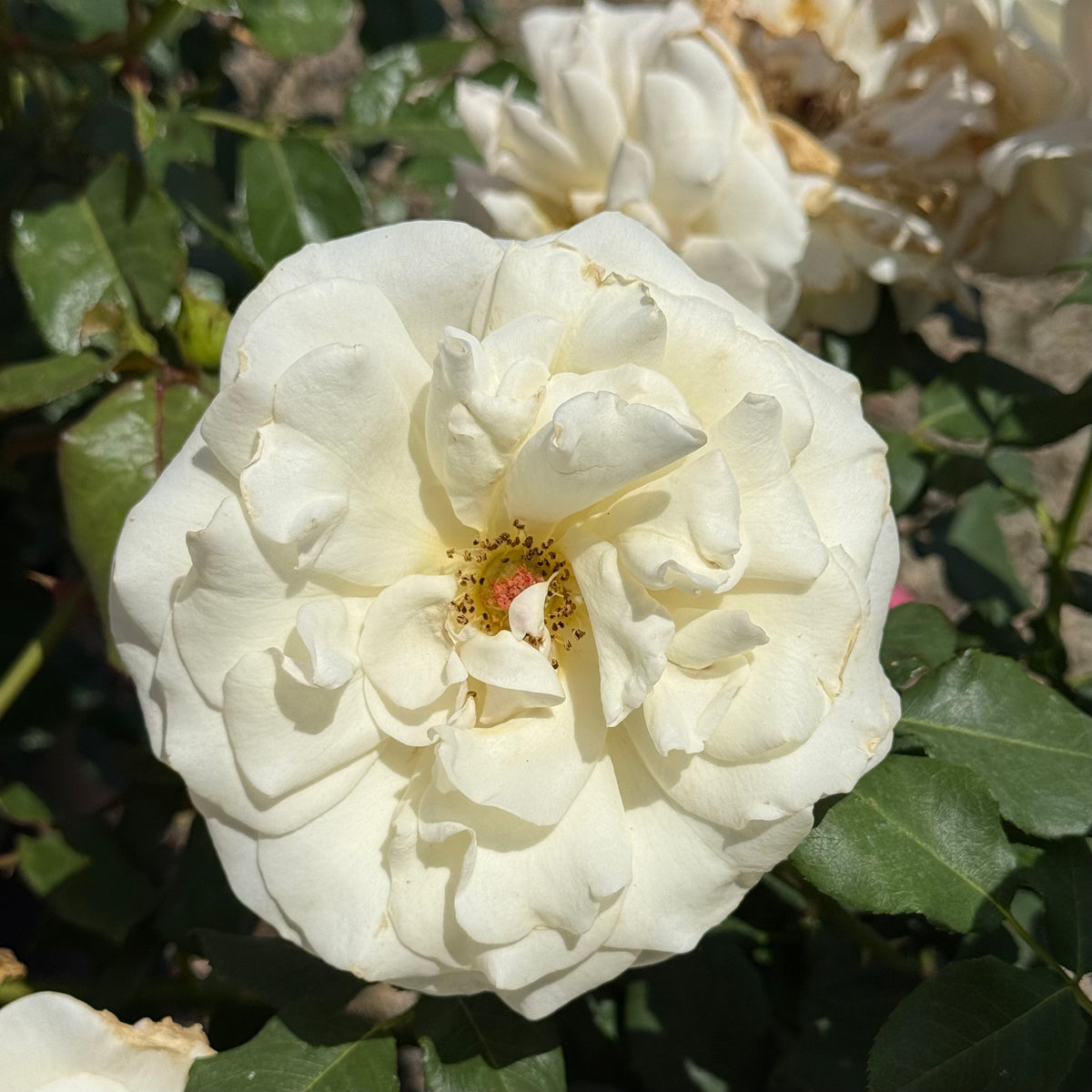 French Lace Bare Root Rose Bush
