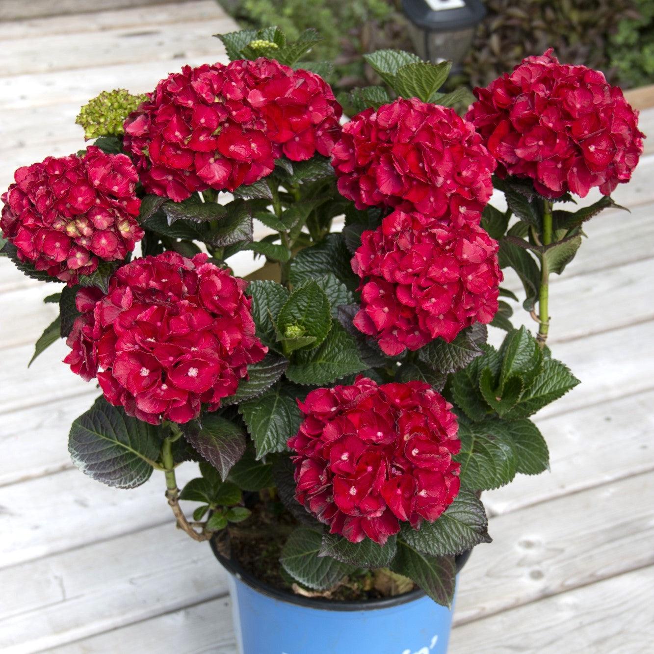 Hydrangea Bloomin' Easy® Cherry-Go-Round™ Potted Hydrangea Plant
