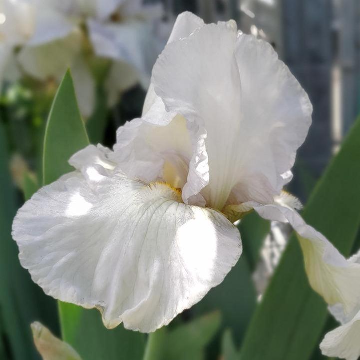 Iris Renown Potted Bearded Iris Plant