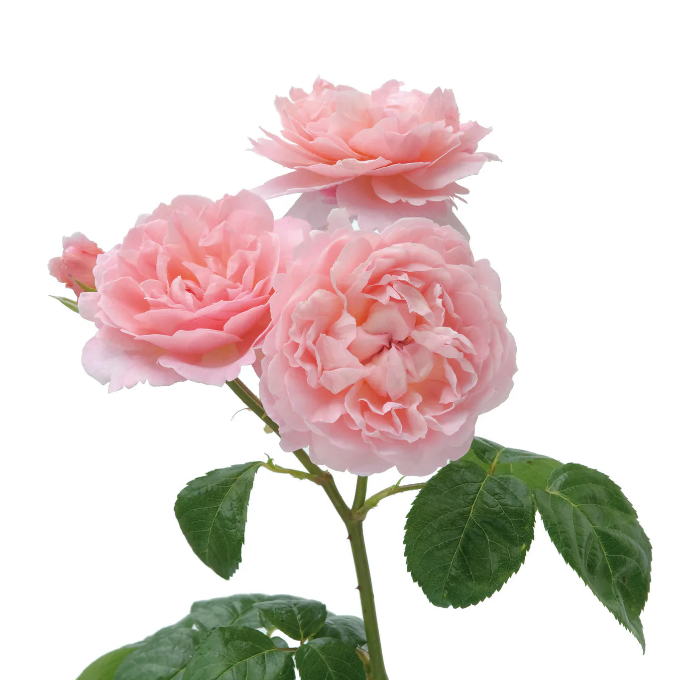 David Austin® Strawberry Hill® Climbing Potted Rose
